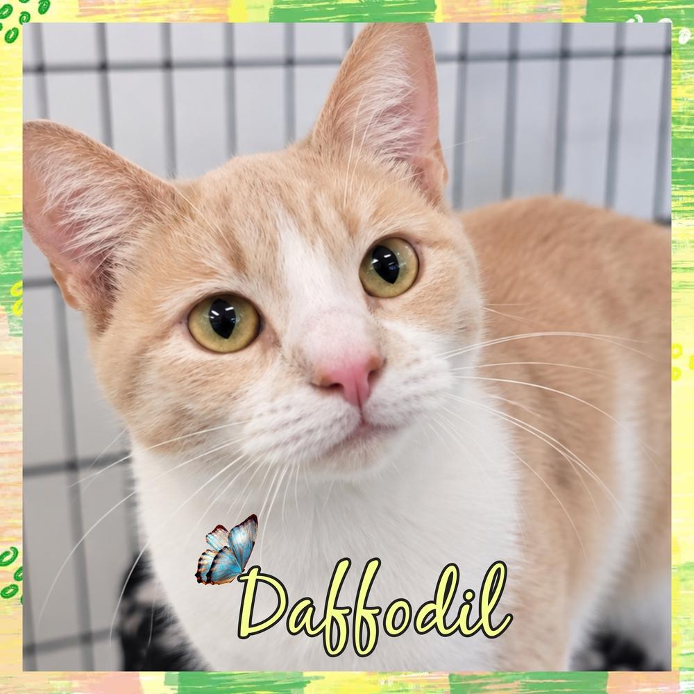 Enlarge Daffodil, a Adoptable mixed breed in Southbury, CT image 1/1