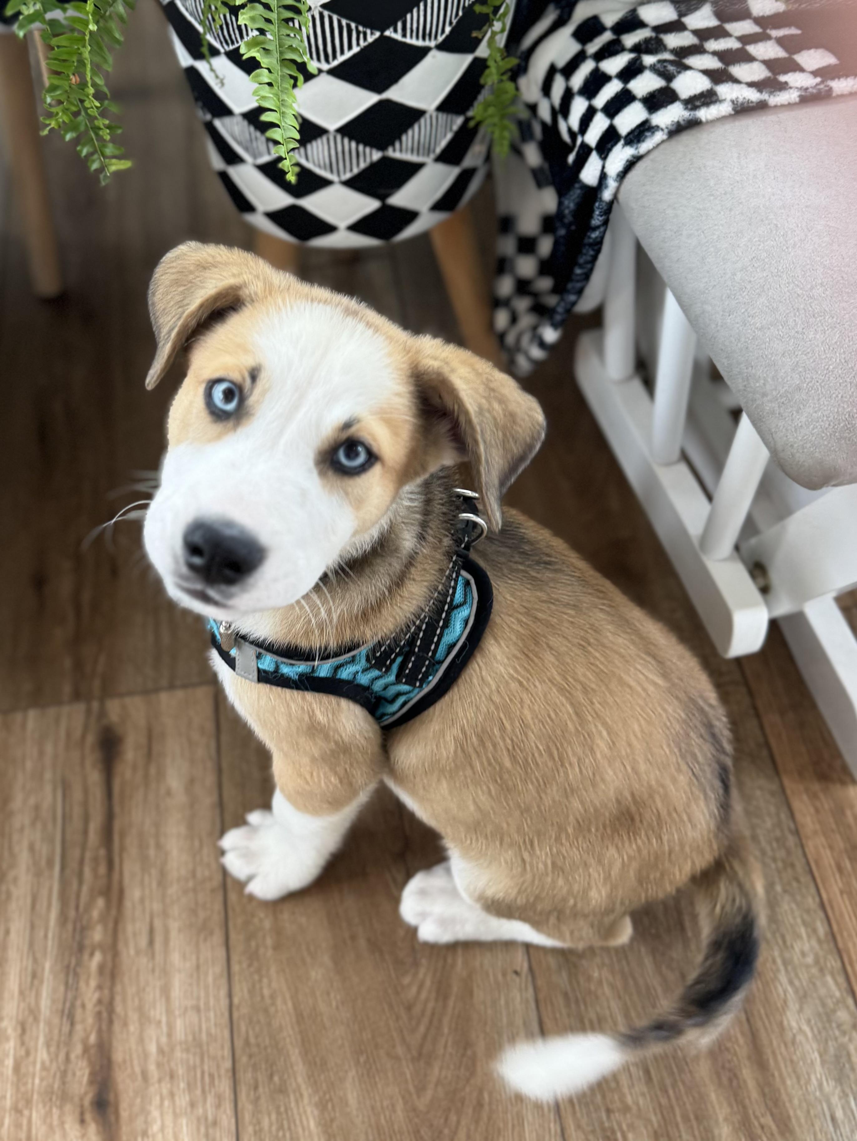 Enlarge Riptide, a Adoptable mixed breed in Raphine, VA image 4/6