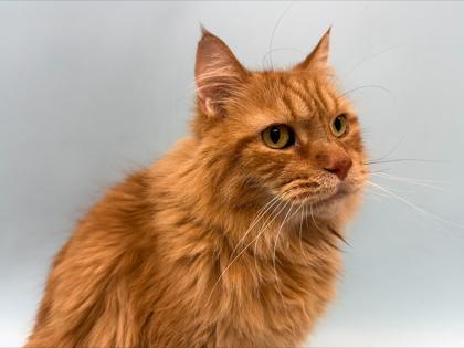 Enlarge Randy, a Adoptable mixed breed in Woodbury, MN image 1/2