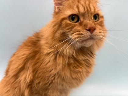 Enlarge Randy, a Adoptable mixed breed in Woodbury, MN image 2/2