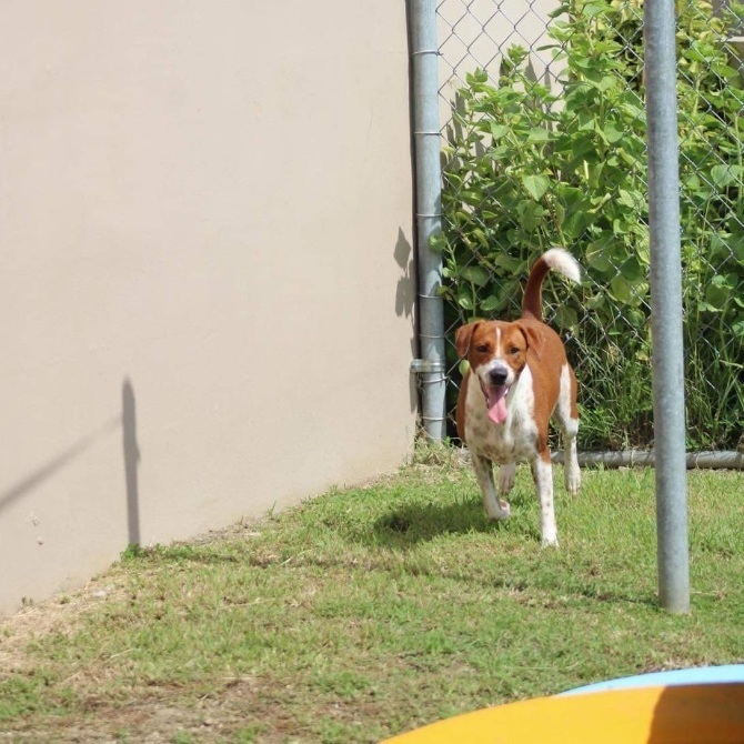 Tania, Adoptable, Adult Female Hound & Mixed Breed.