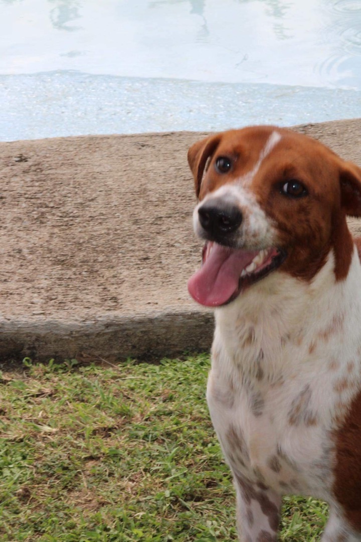 Enlarge Tania, a Adoptable mixed breed in Humacao, PR image 3/6