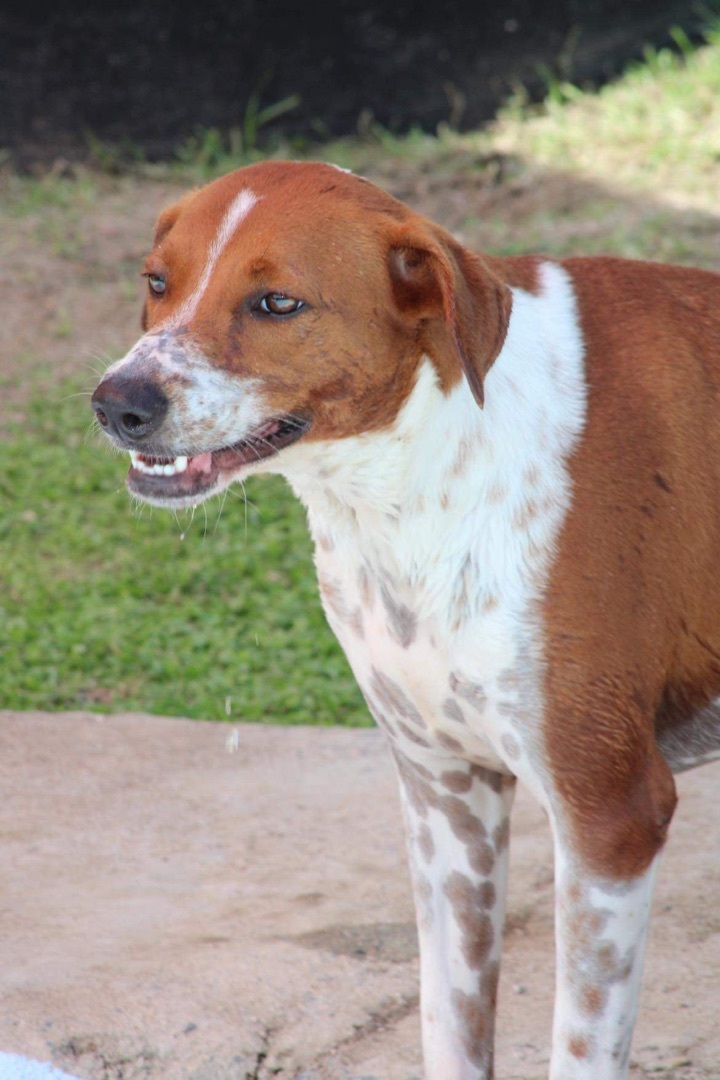 Tania, Adoptable, Adult Female Hound & Mixed Breed.