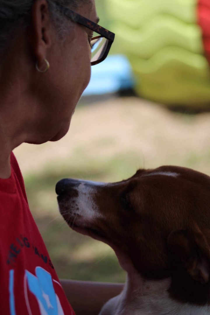 Enlarge Tania, a Adoptable mixed breed in Humacao, PR image 5/6