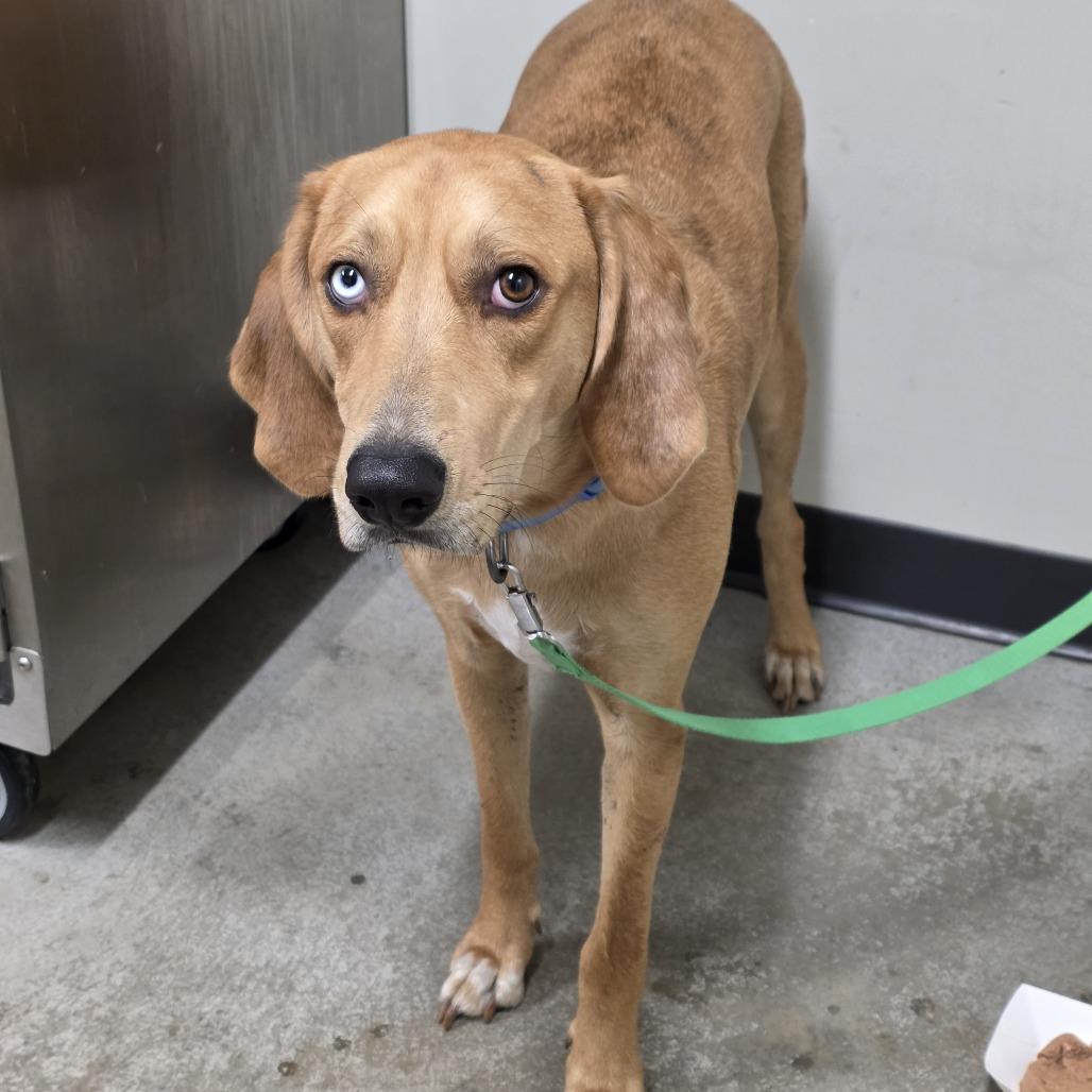 Copper, Adoptable, Young Male Treeing Walker Coonhound & Mixed Breed.