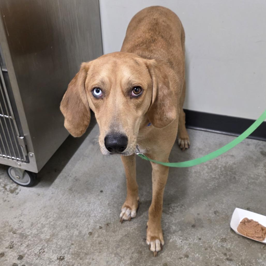 Enlarge Copper, a Adoptable mixed breed in Saint Cloud, MN image 2/2