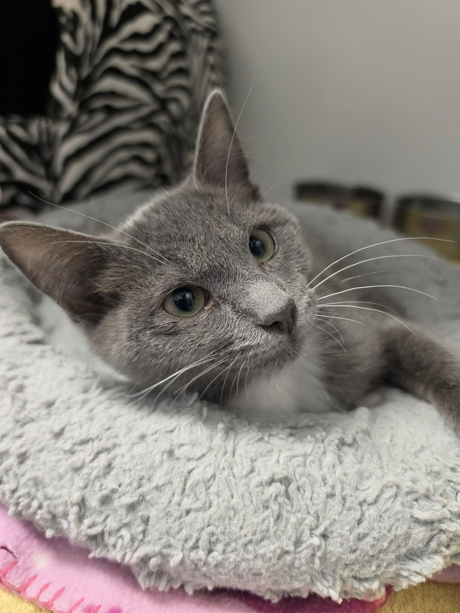 Enlarge Laney, a Adoptable Domestic Short Hair in Grants Pass, OR image 3/3