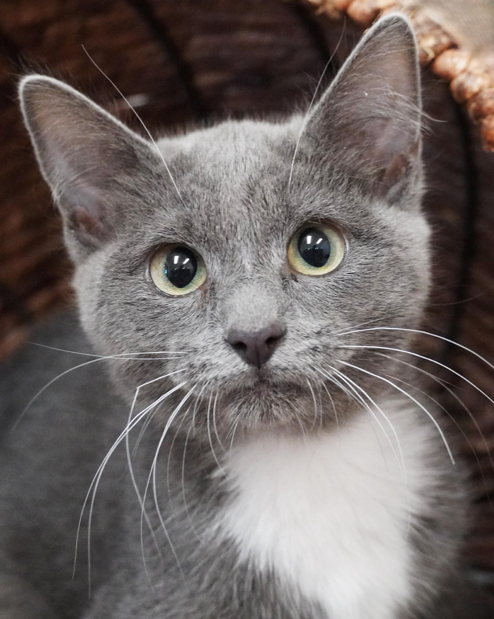 Laney, Adoptable, Kitten Female Domestic Short Hair.