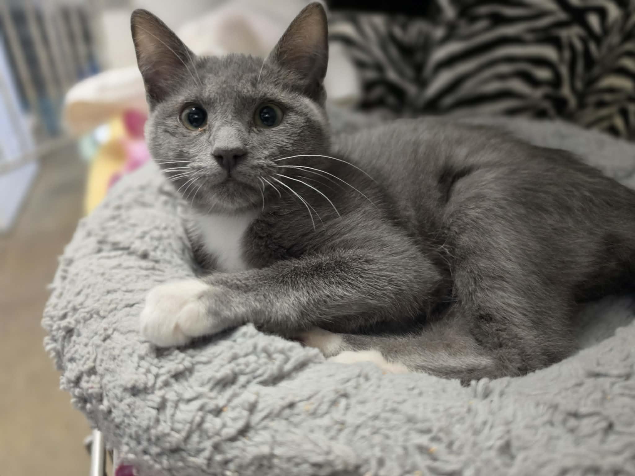 Enlarge Laney, a Adoptable Domestic Short Hair in Grants Pass, OR image 2/3