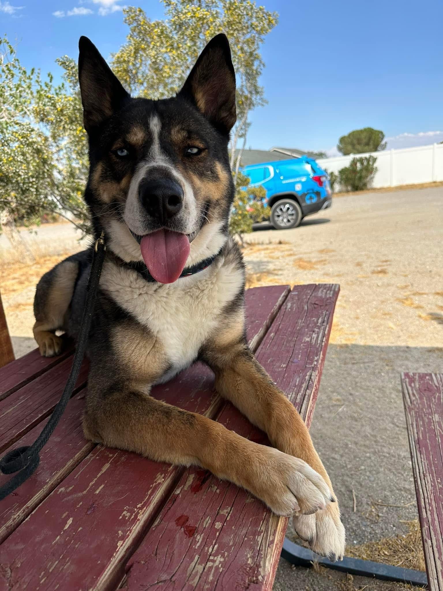 Enlarge Oliver, a Adopted mixed breed in Victorville, CA image 2/5