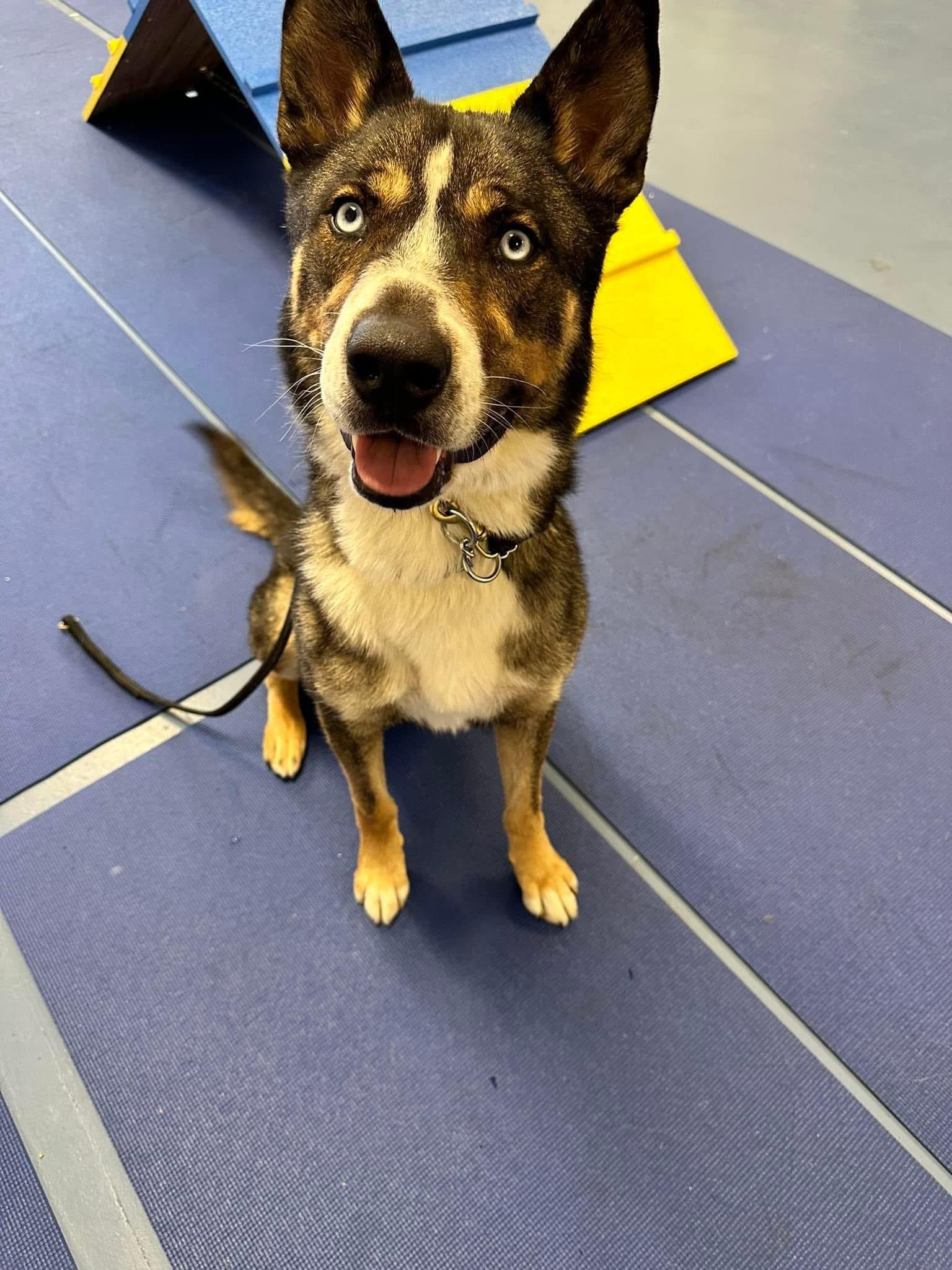 Enlarge Oliver, a Adopted mixed breed in Victorville, CA image 3/5