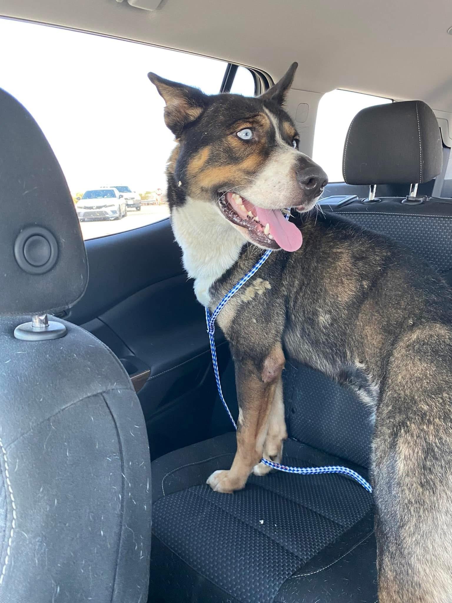 Enlarge Oliver, a Adopted mixed breed in Victorville, CA image 4/5