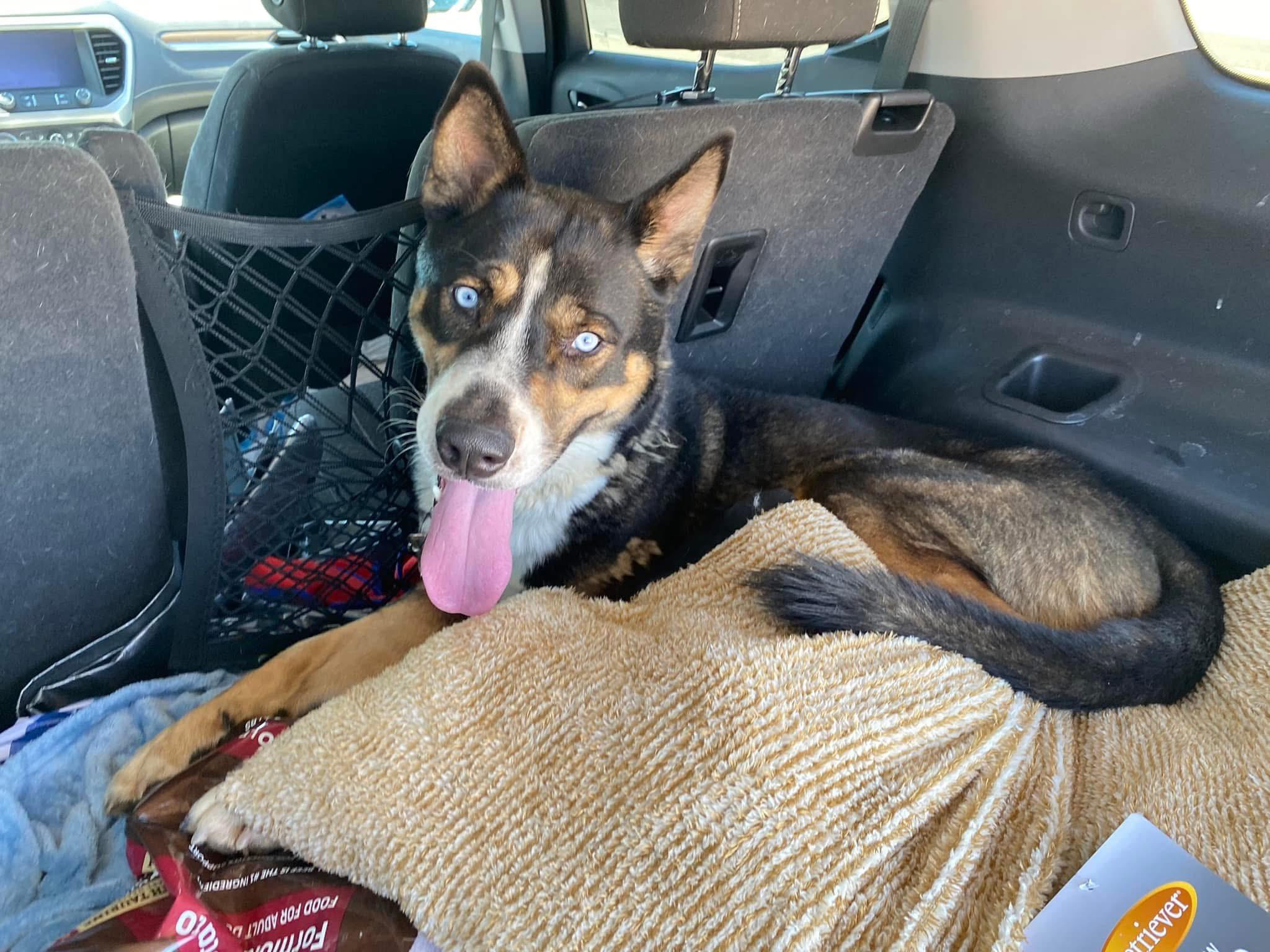 Enlarge Oliver, a Adopted mixed breed in Victorville, CA image 5/5