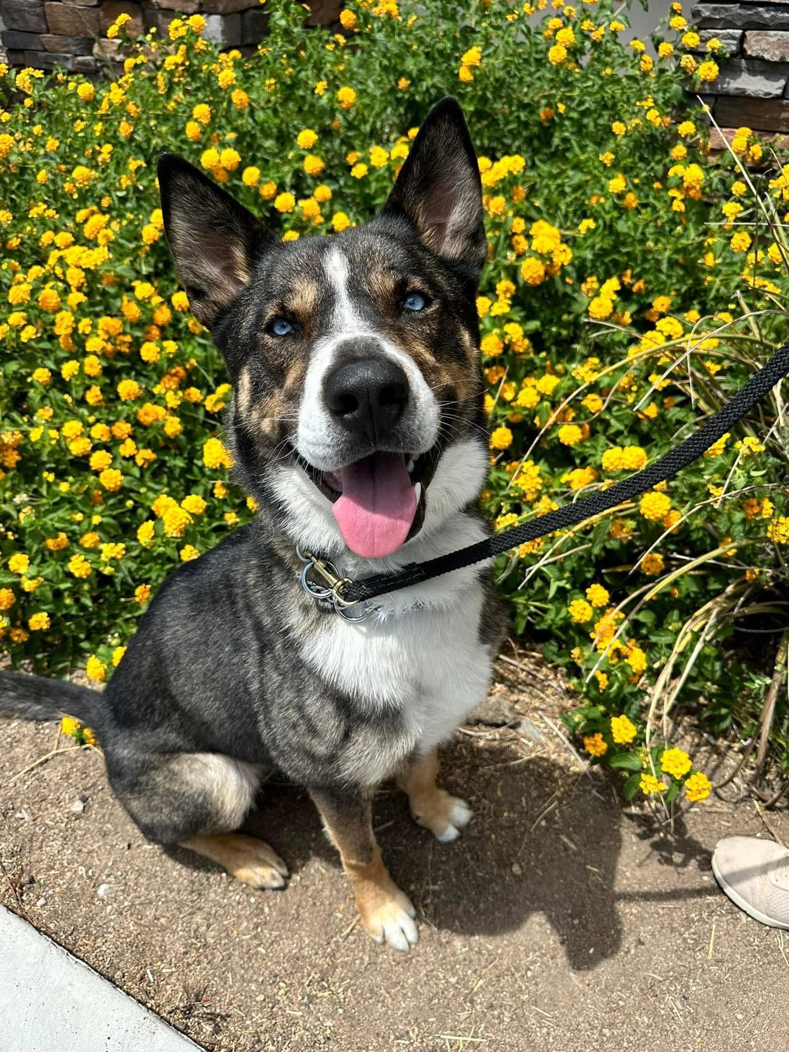 Enlarge Oliver, a Adopted mixed breed in Victorville, CA image 1/5