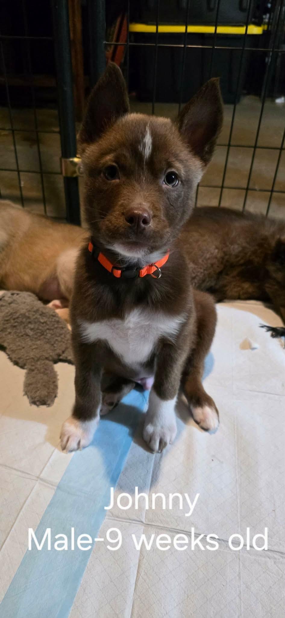 Johnny, Adoptable, Puppy Male Shepherd.
