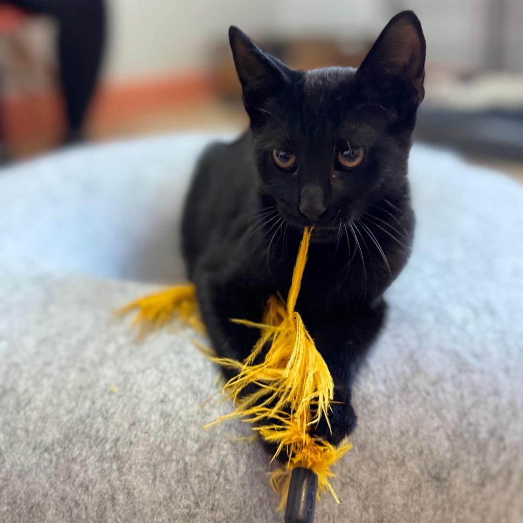 Enlarge Dove, a Adoptable Domestic Short Hair in Decatur, GA image 2/4