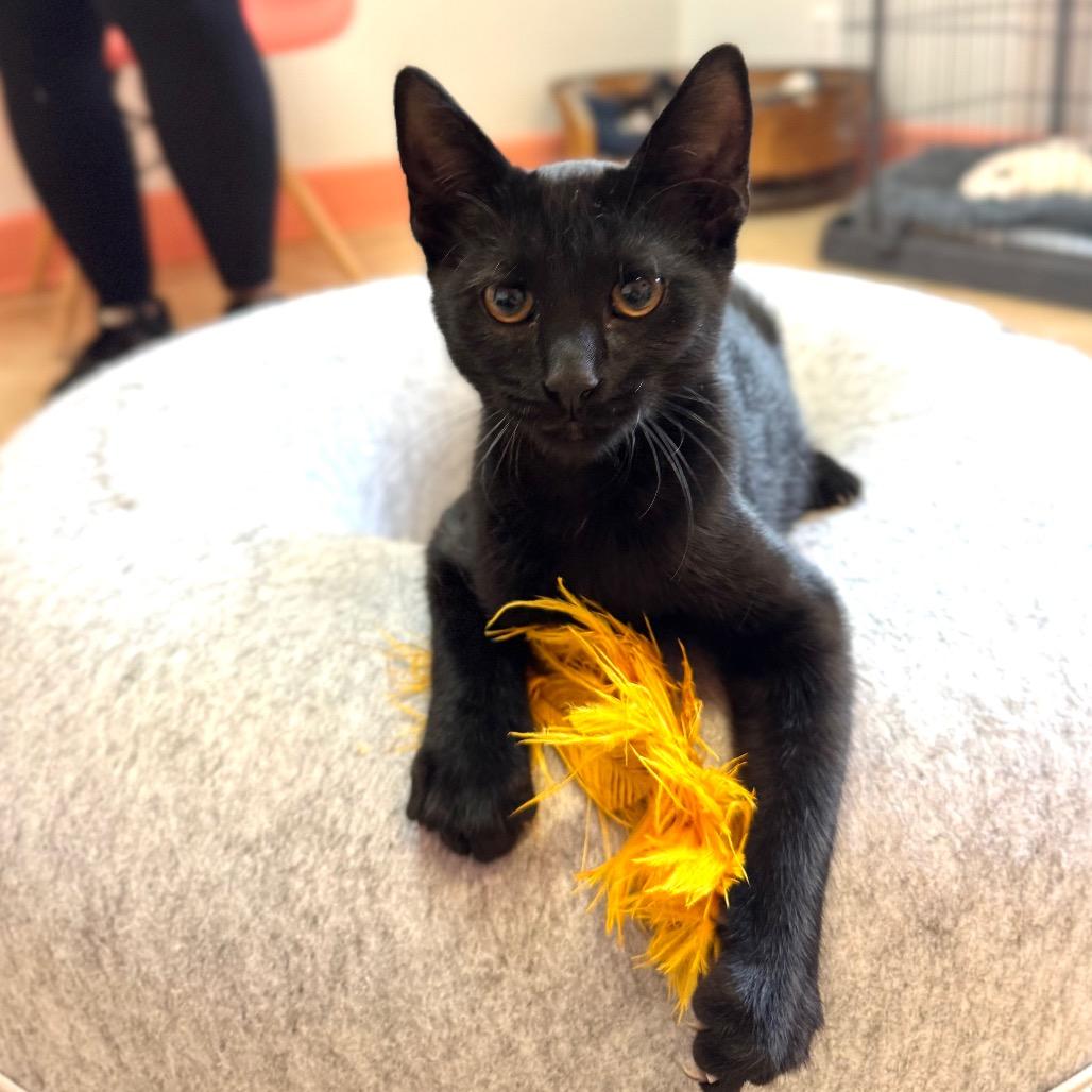 Enlarge Dove, a Adoptable Domestic Short Hair in Decatur, GA image 3/4