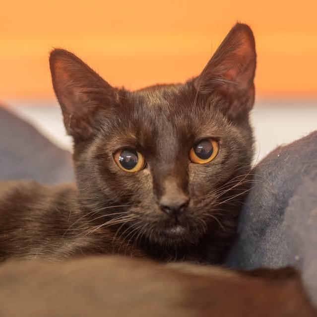 Enlarge Dove, a Adoptable Domestic Short Hair in Decatur, GA image 4/4