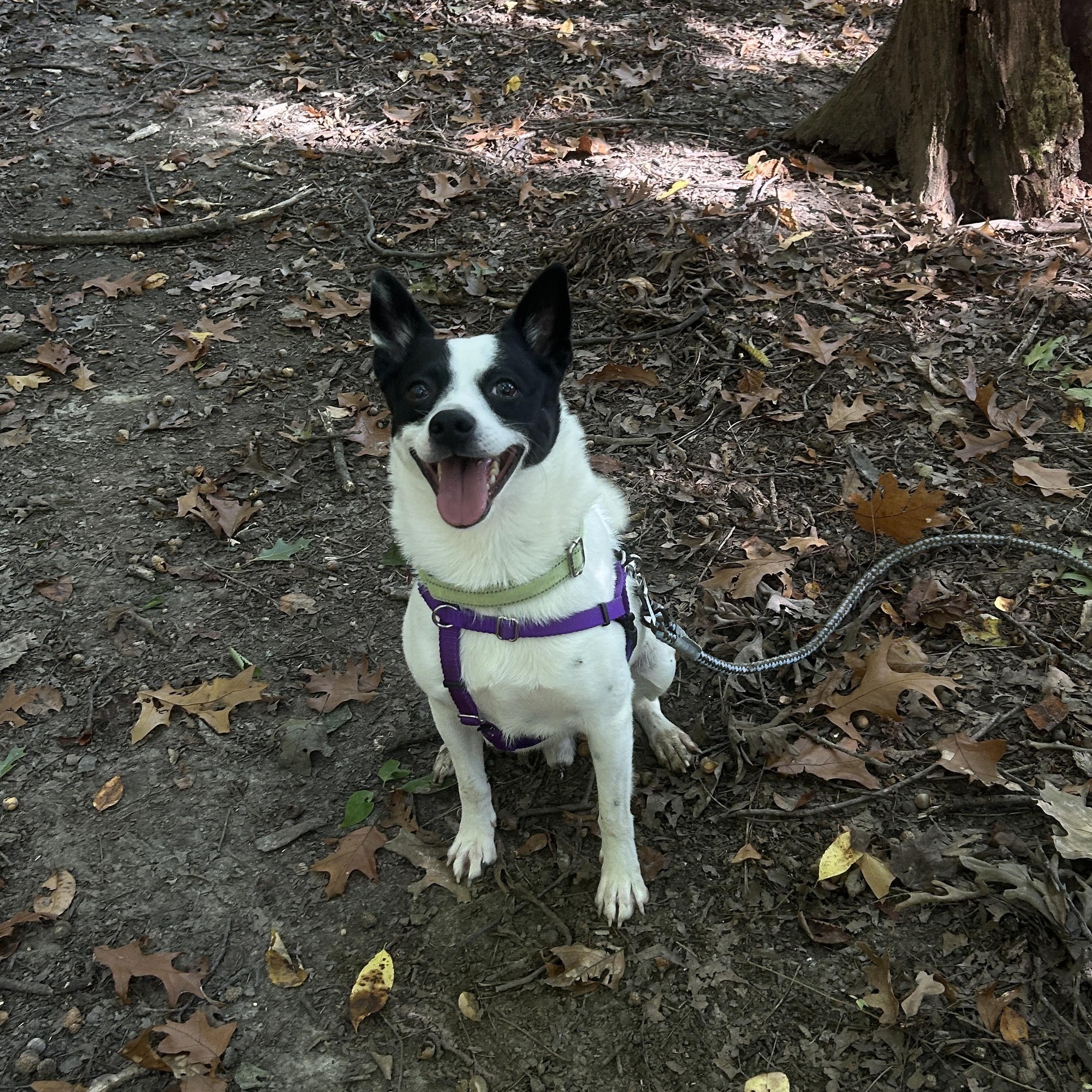 Enlarge Kobi, a Adoptable mixed breed in Detroit, MI image 2/4