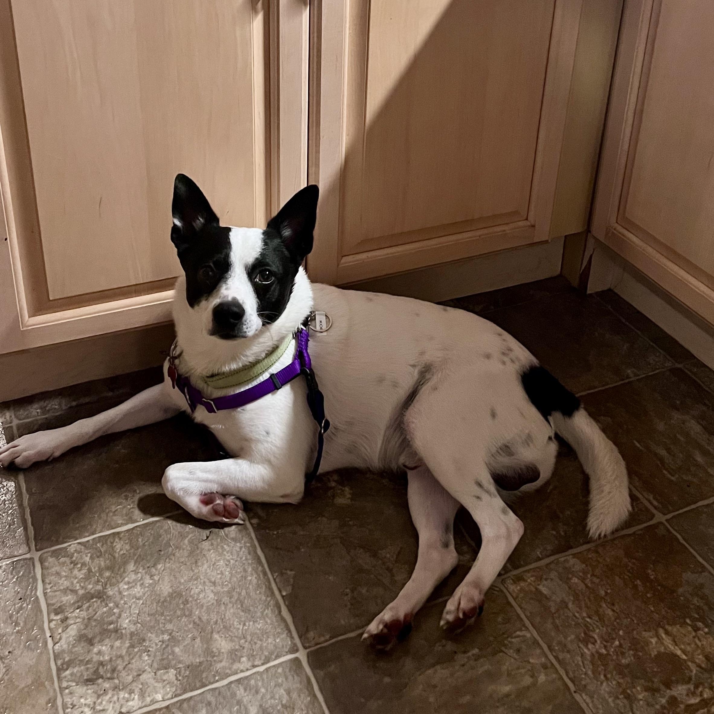 Enlarge Kobi, a Adoptable mixed breed in Detroit, MI image 1/4