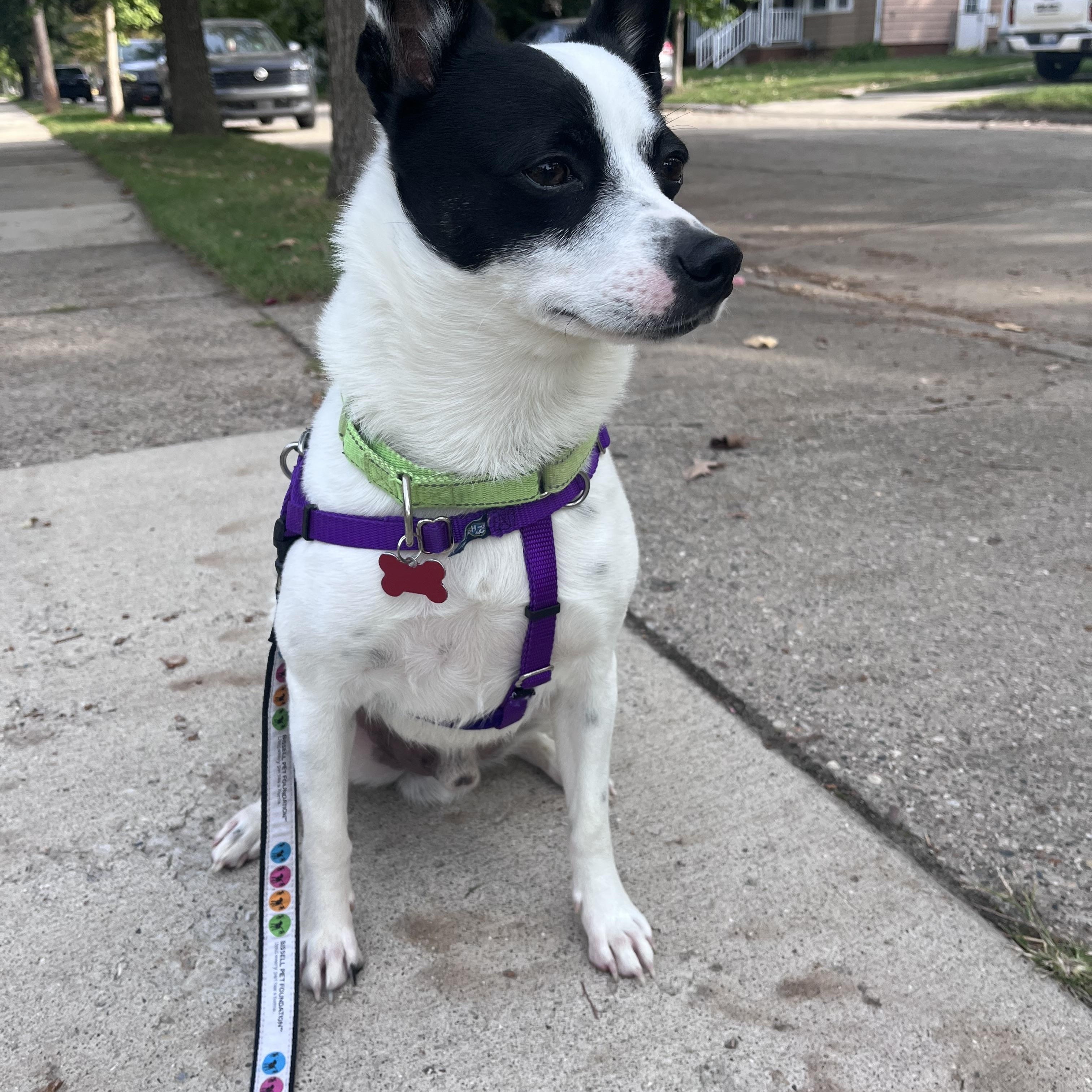 Enlarge Kobi, a Adoptable mixed breed in Detroit, MI image 4/4