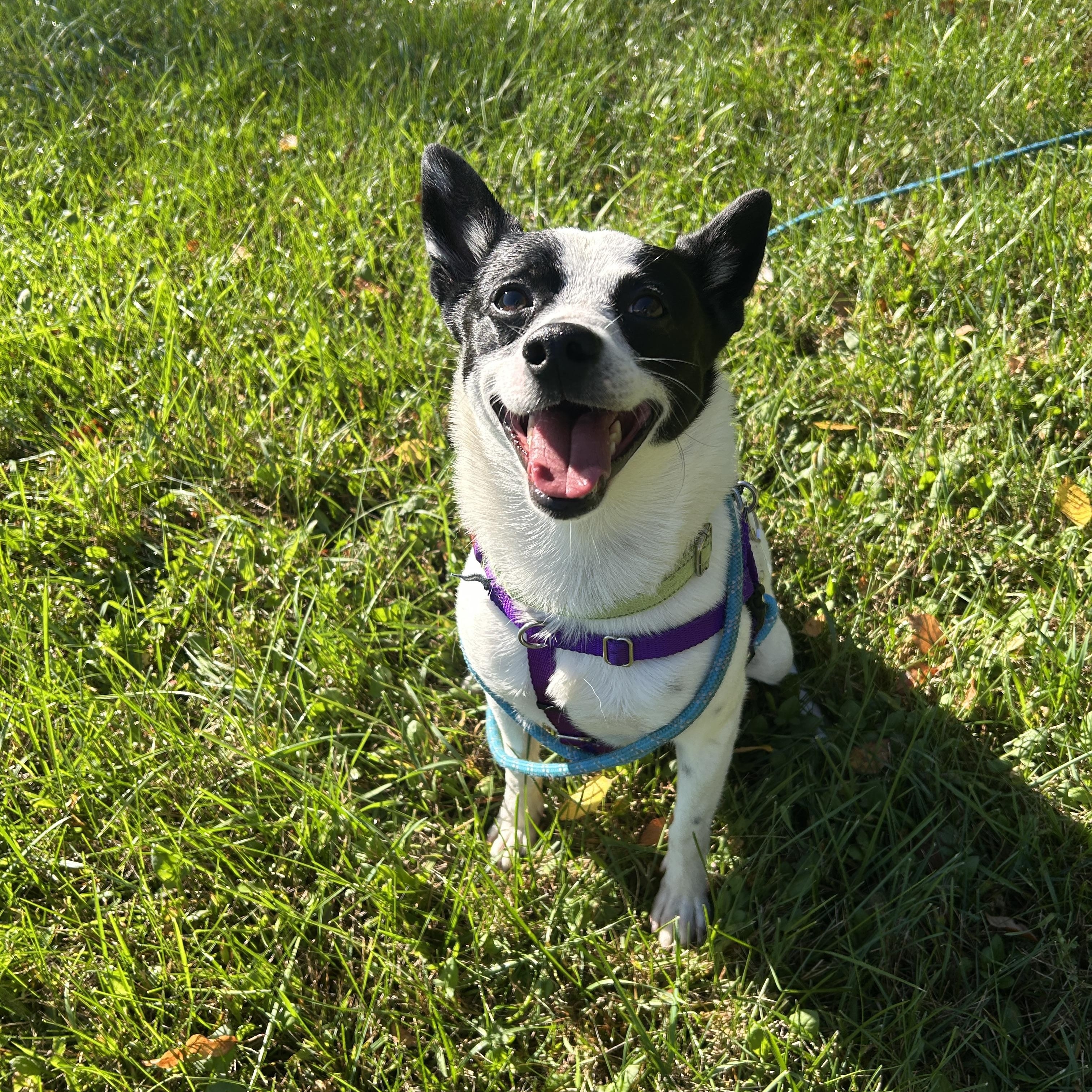 Enlarge Kobi, a Adoptable mixed breed in Detroit, MI image 3/4