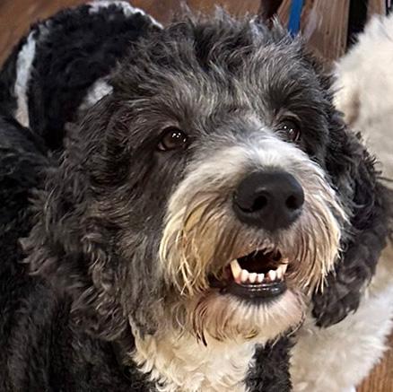 Ebony, Adopted, Adult Female Old English Sheepdog & Poodle.