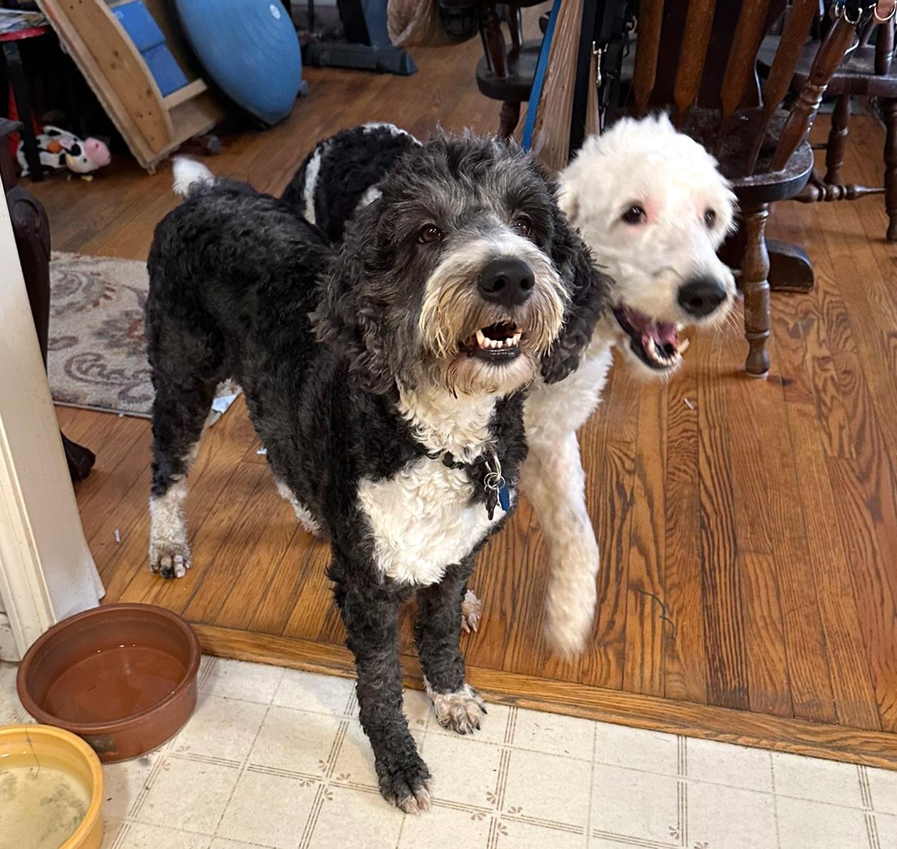 Enlarge Ebony, a Adopted mixed breed in Lincoln, MA image 2/3