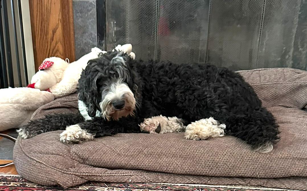 Enlarge Ebony, a Adopted mixed breed in Lincoln, MA image 3/3