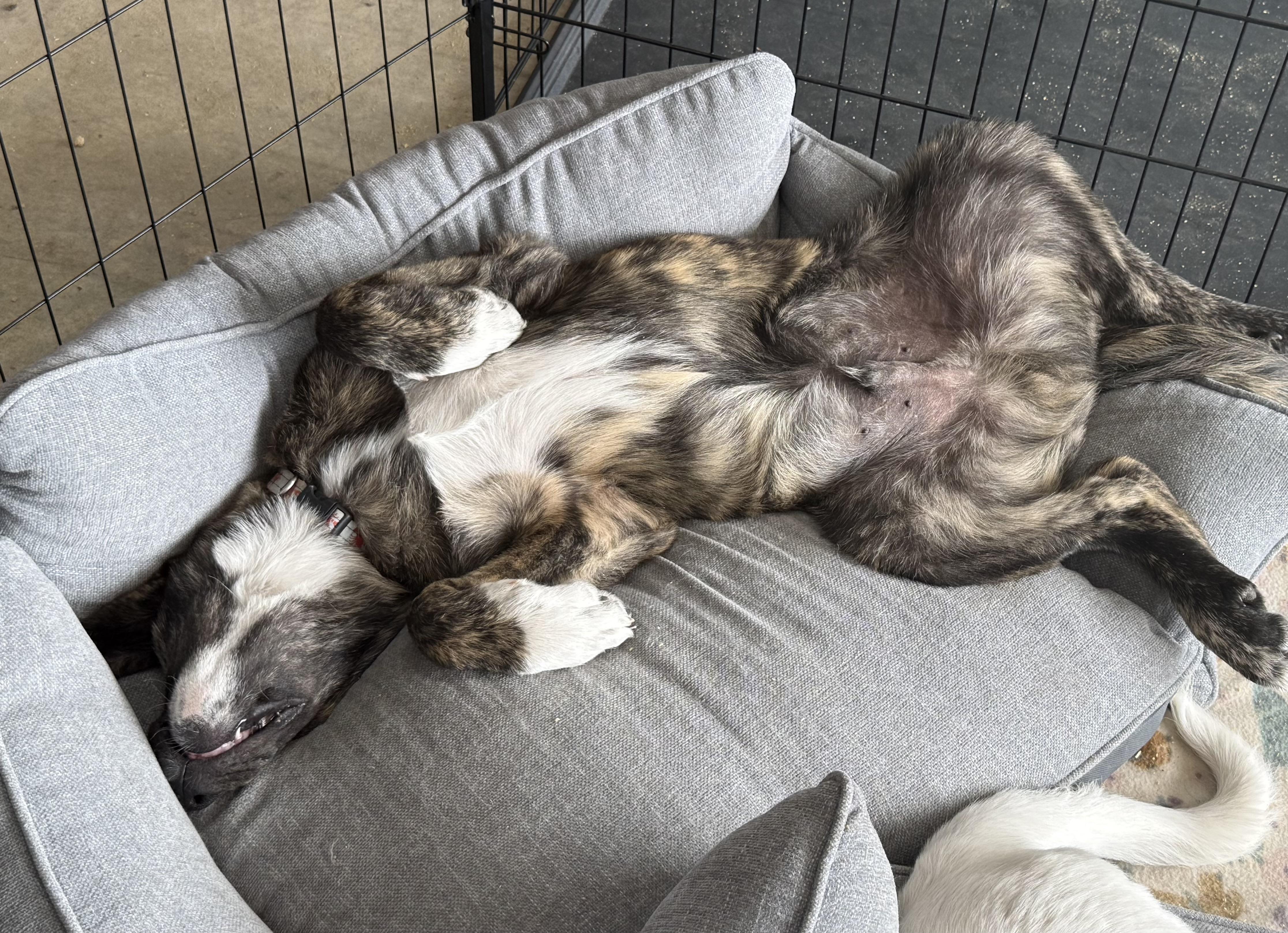 Enlarge Juggienaut, a ADOPTABLE mixed breed in Olathe, KS image 4/6