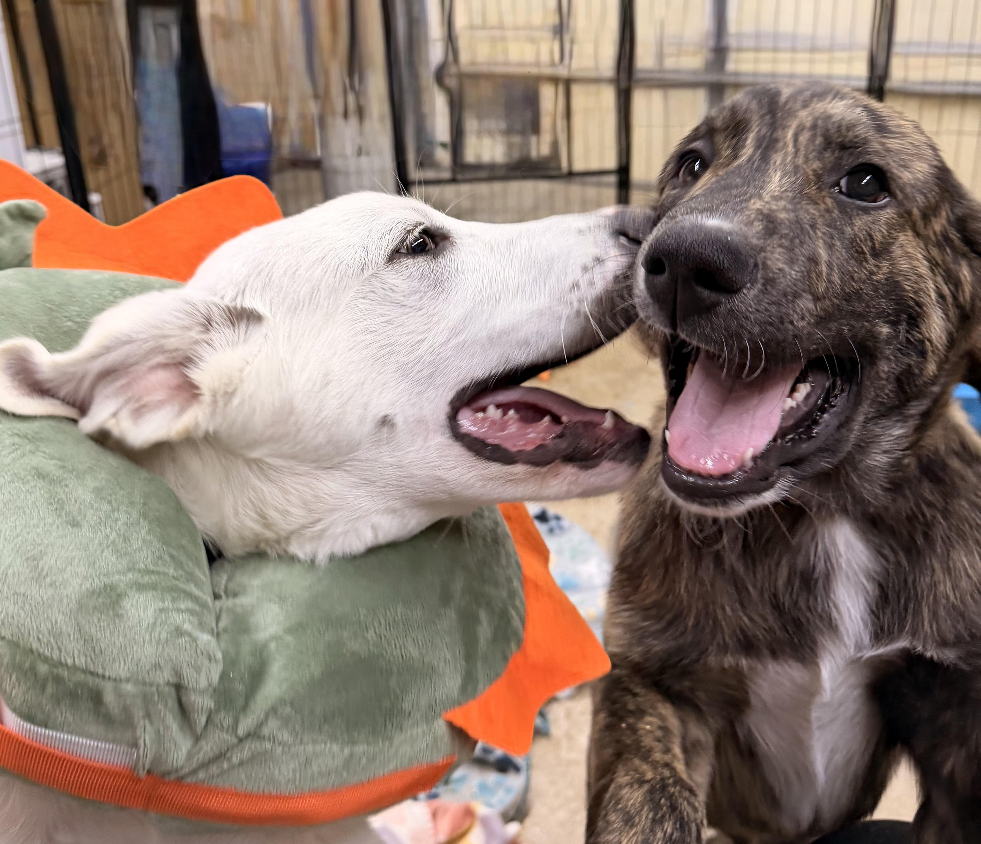 Enlarge Juggienaut, a ADOPTABLE mixed breed in Olathe, KS image 6/6