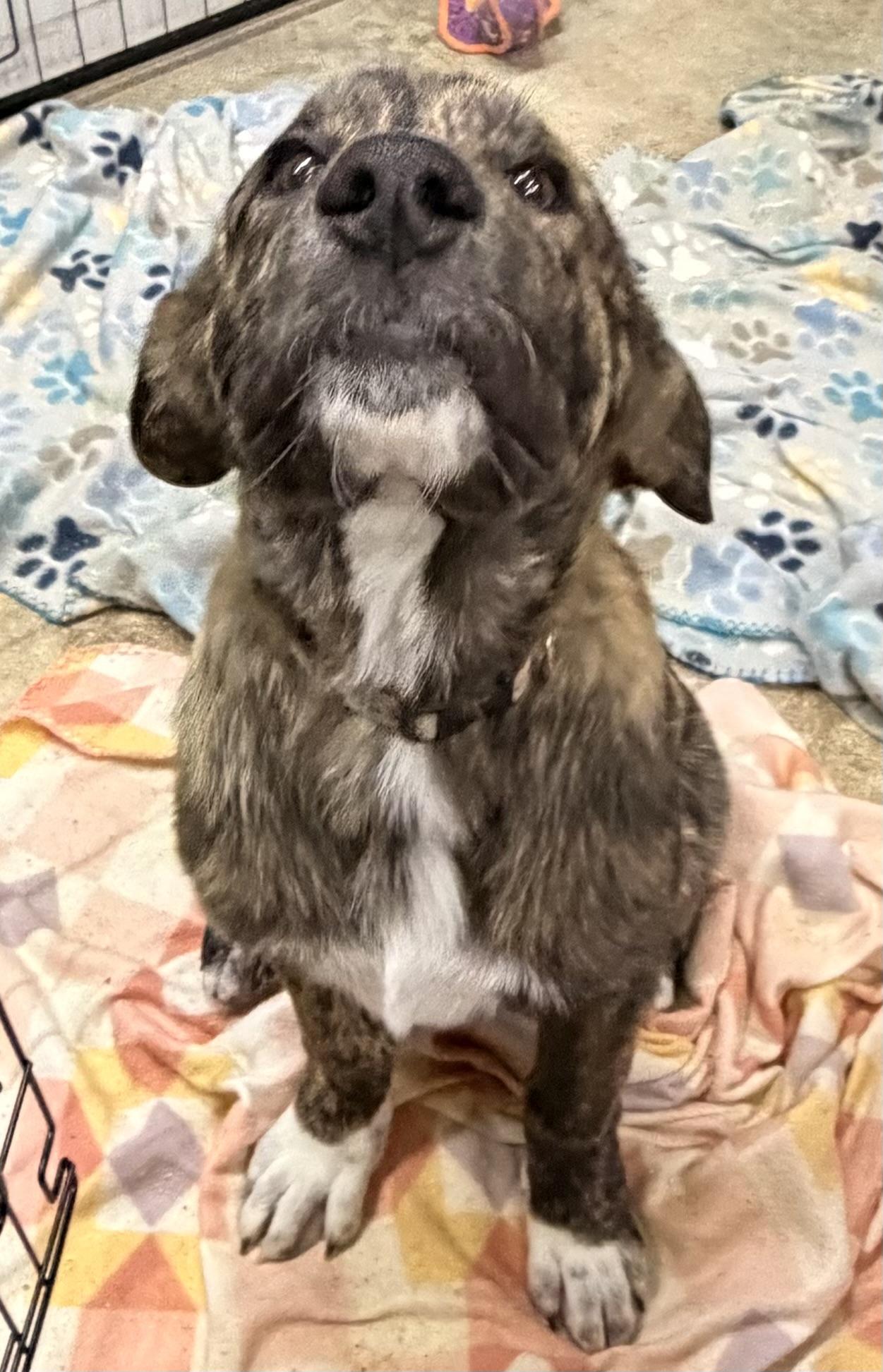 Enlarge Juggienaut, a ADOPTABLE mixed breed in Olathe, KS image 3/6
