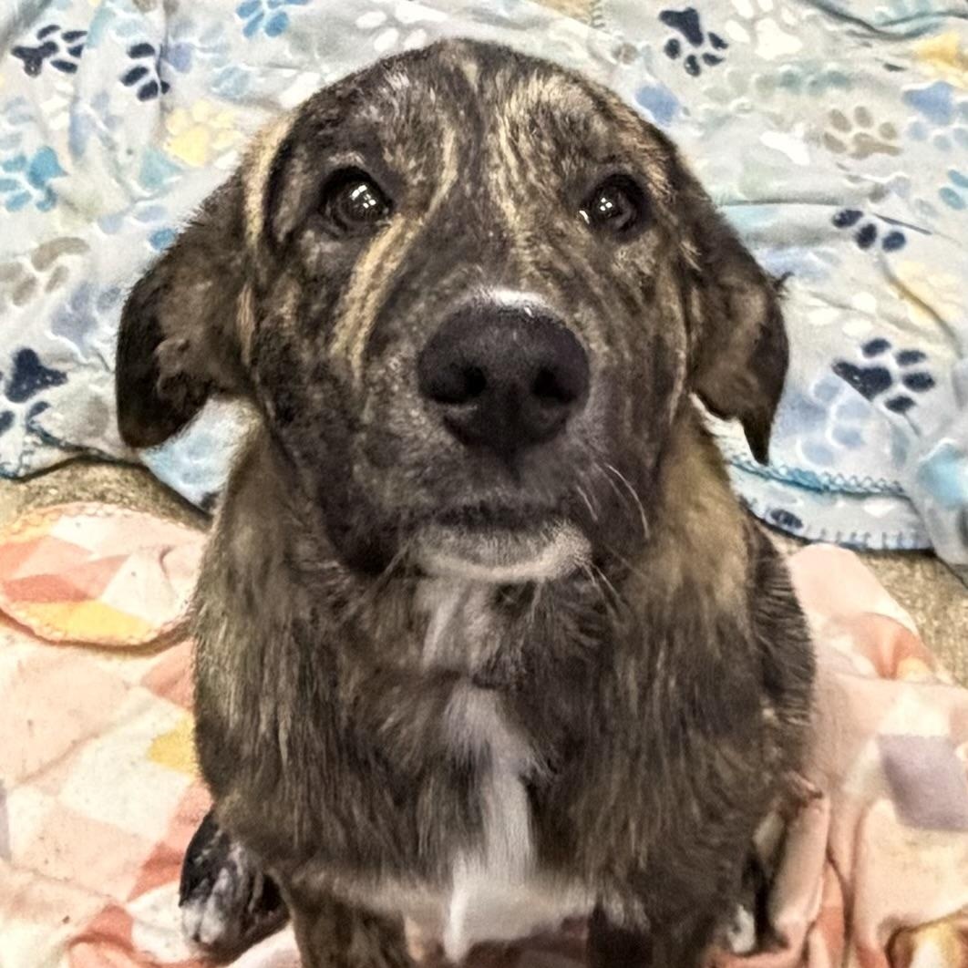 Juggienaut, ADOPTABLE, Puppy Male Great Pyrenees.