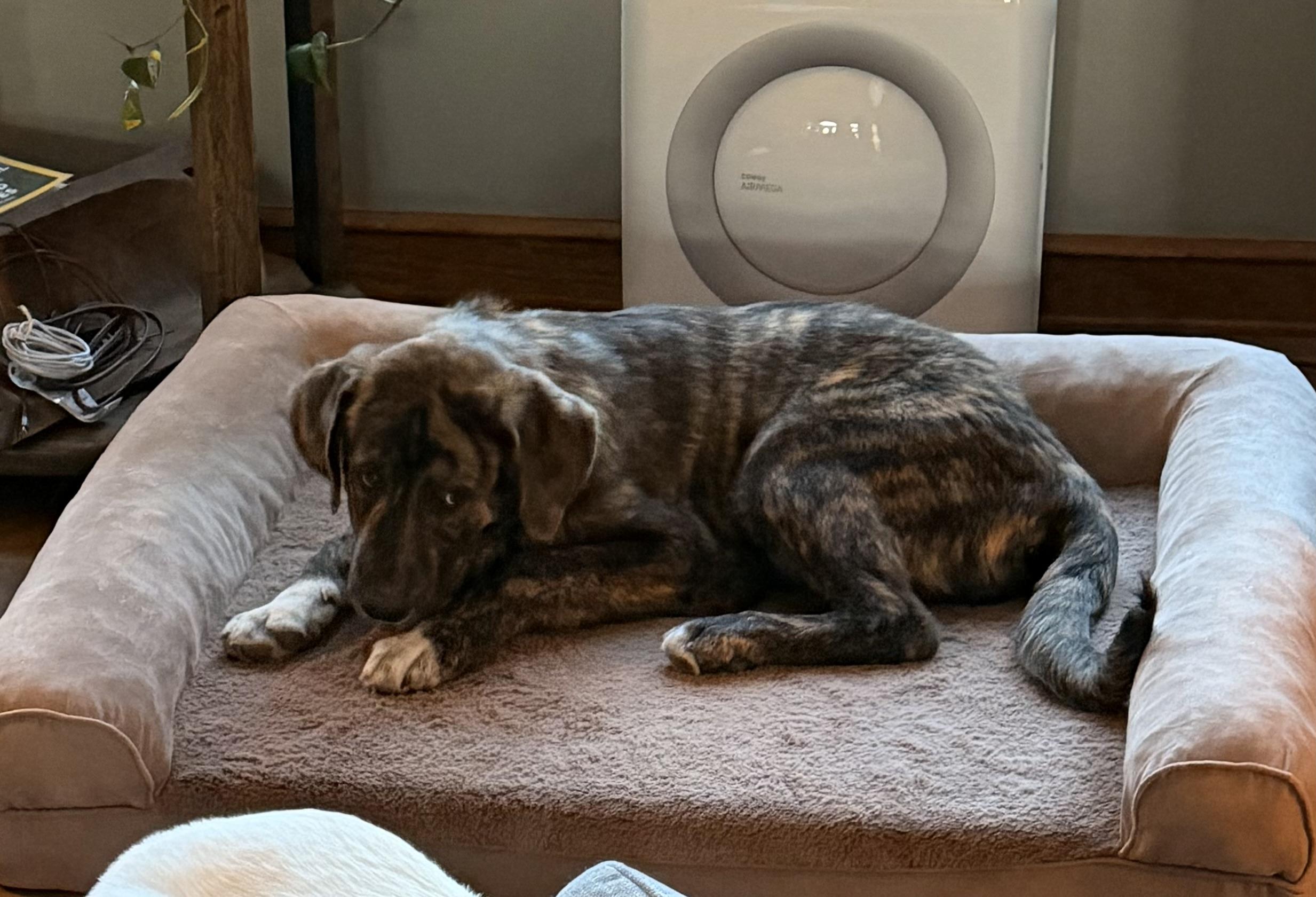 Enlarge Juggienaut, a ADOPTABLE mixed breed in Olathe, KS image 5/6