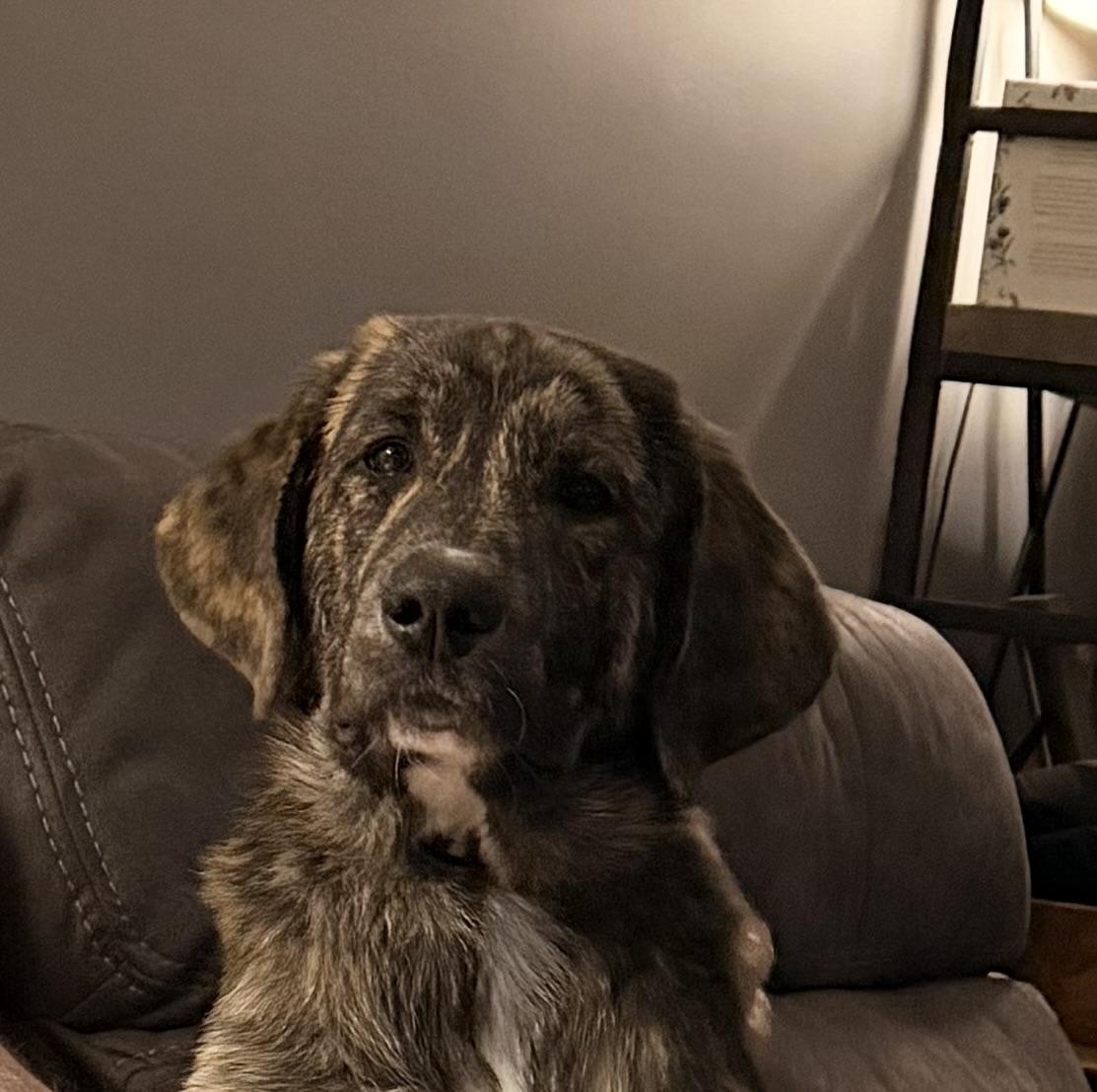 Enlarge Juggienaut, a ADOPTABLE mixed breed in Olathe, KS image 2/6