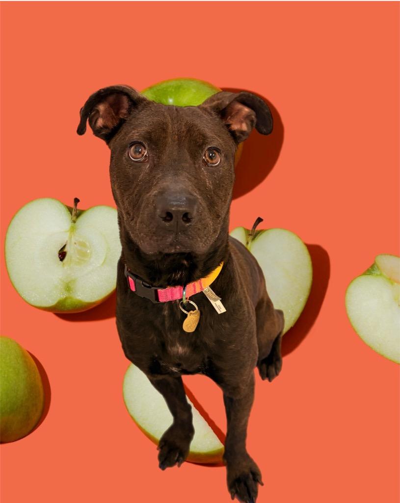 Apple, Adoptable, Puppy Female Mixed Breed.