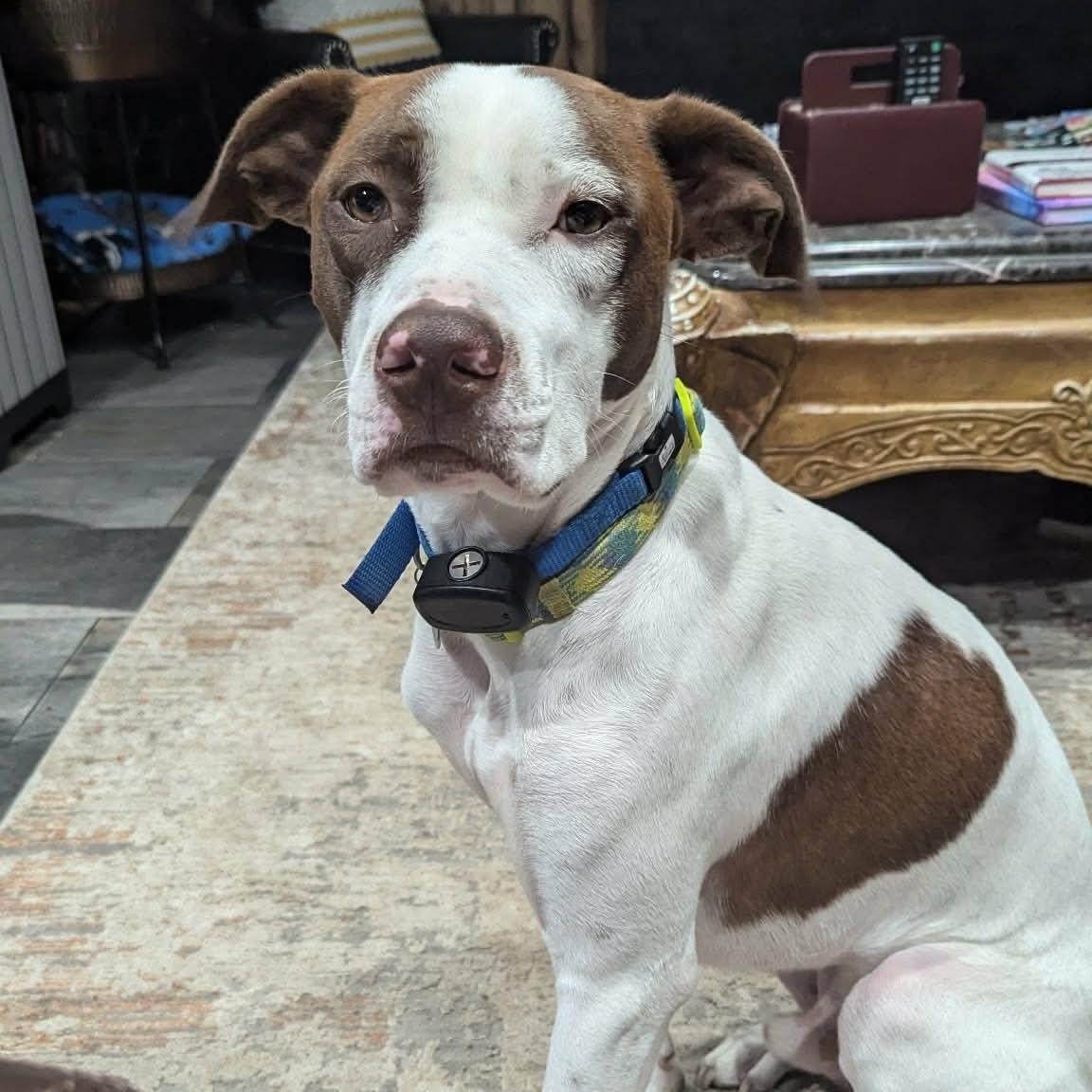 Leo: Adopt or Forever Foster, an adopted mixed breed in Rochester, NY image 6/6