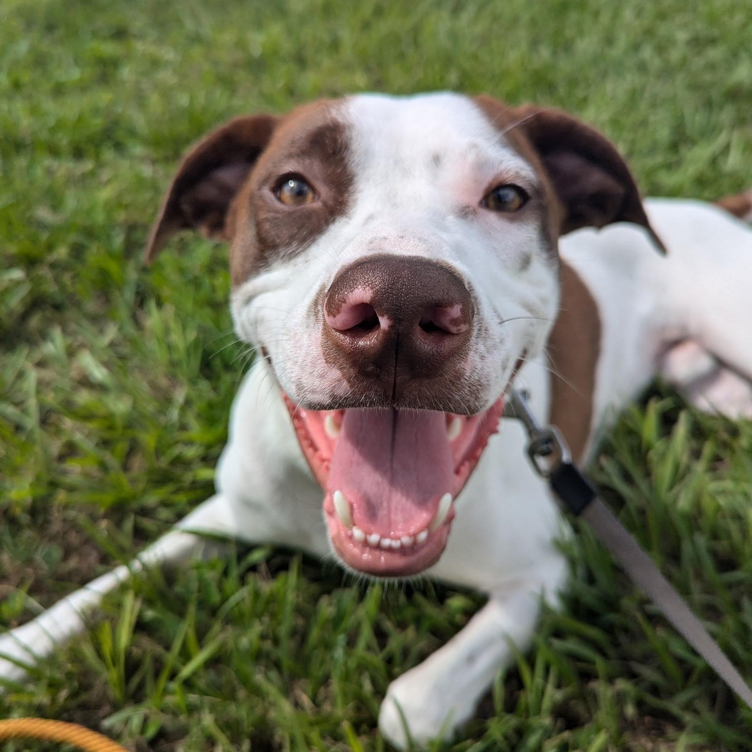 Leo: Adopt or Forever Foster, adopted, Adult Male Hound & American Bulldog.