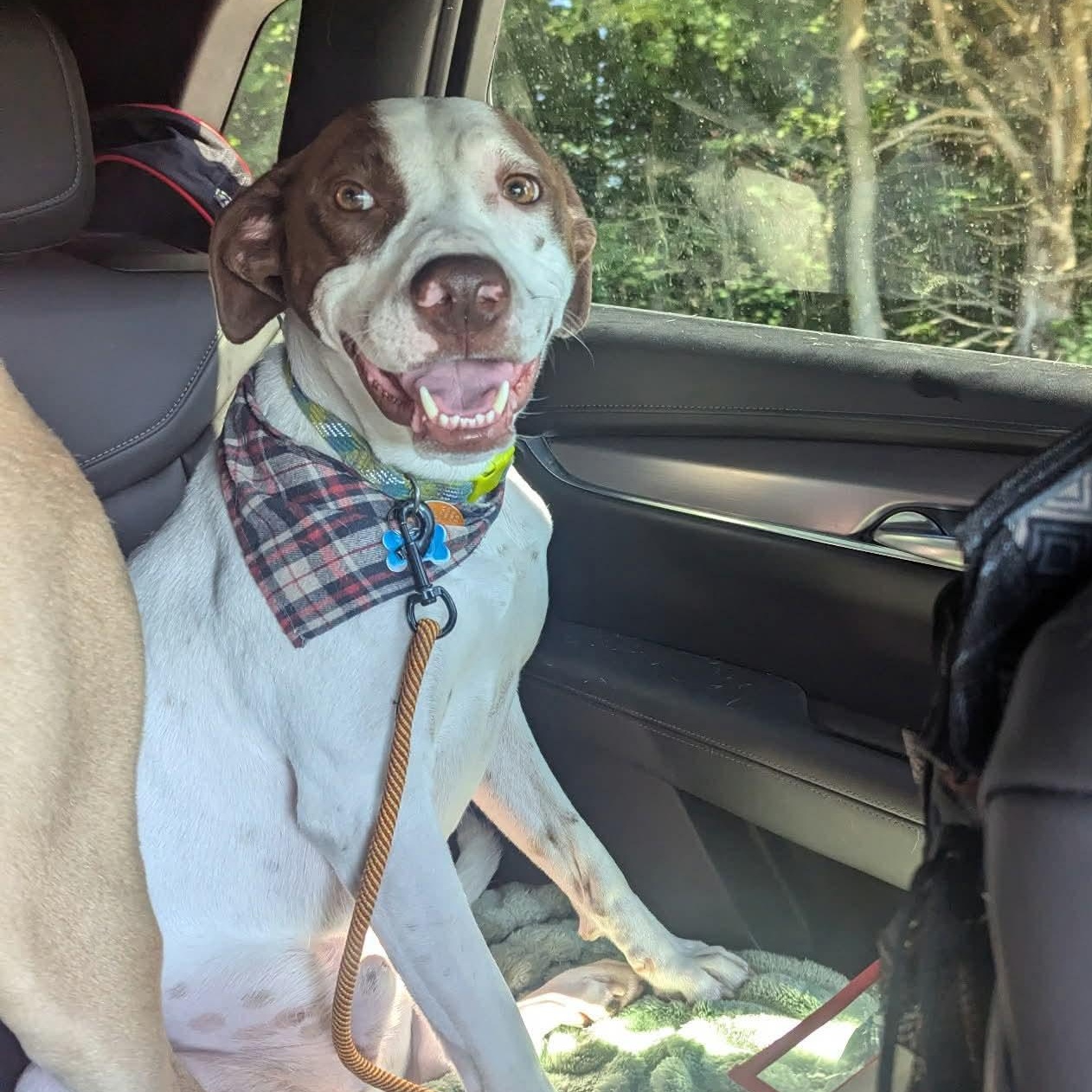 Leo: Adopt or Forever Foster, an adopted mixed breed in Rochester, NY image 4/6