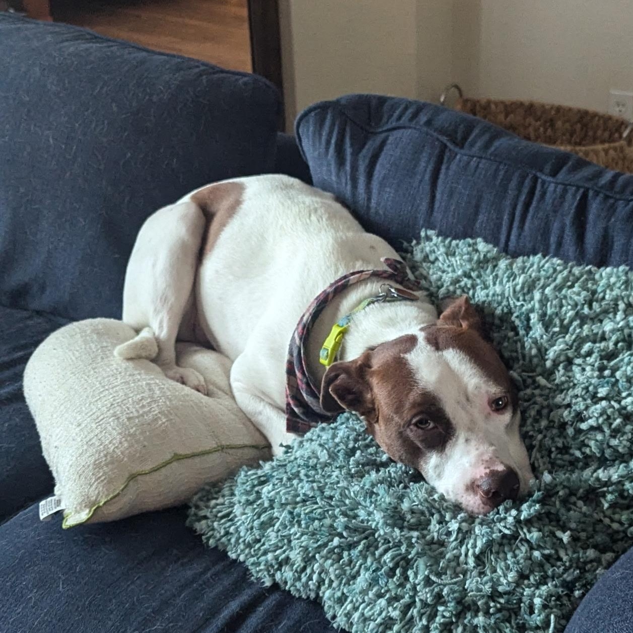 Leo: Adopt or Forever Foster, an adopted mixed breed in Rochester, NY image 2/6