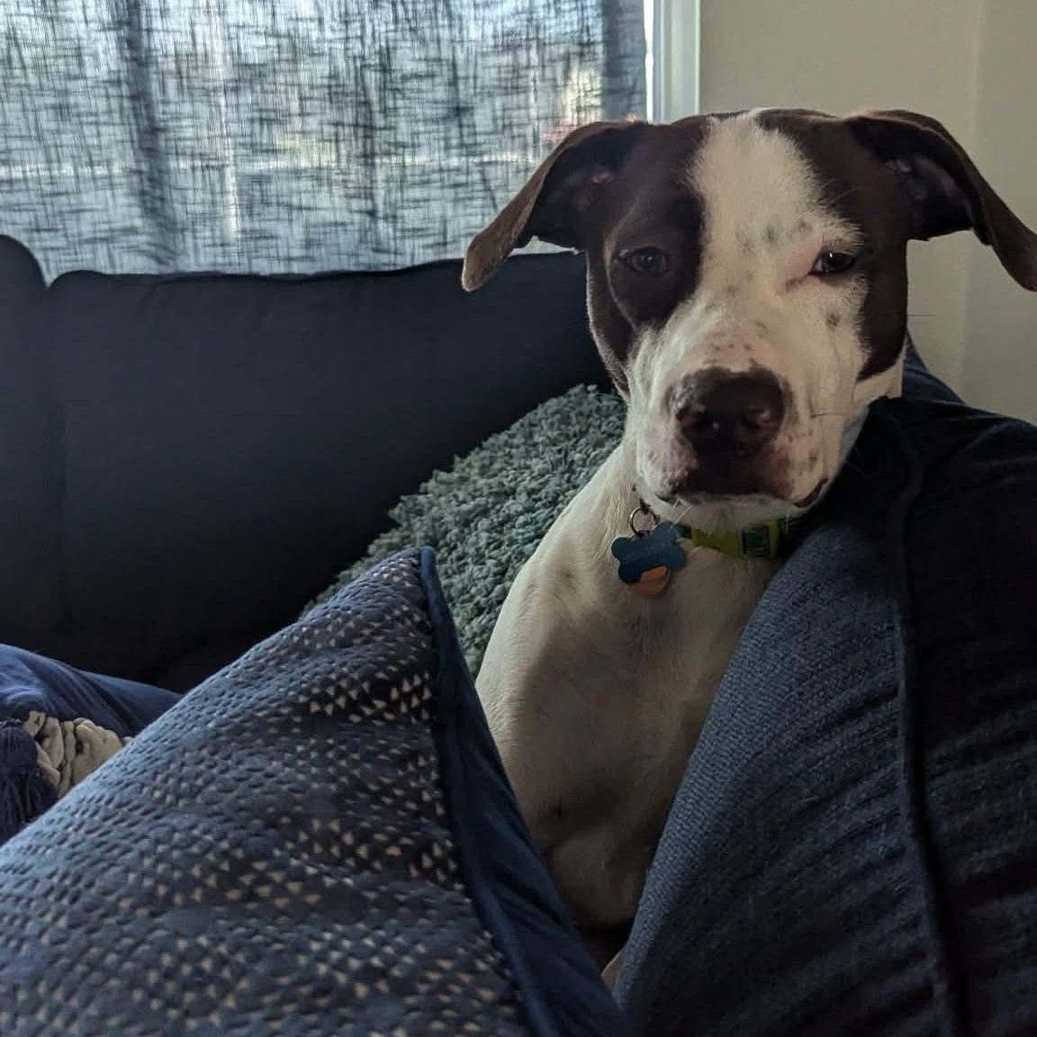 Leo: Adopt or Forever Foster, an adopted mixed breed in Rochester, NY image 5/6