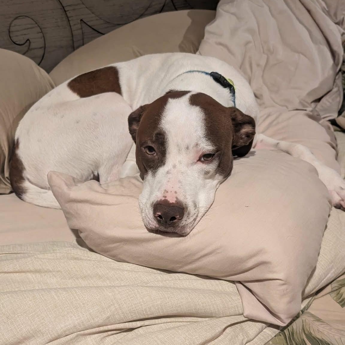 Leo: Adopt or Forever Foster, an adopted mixed breed in Rochester, NY image 3/6