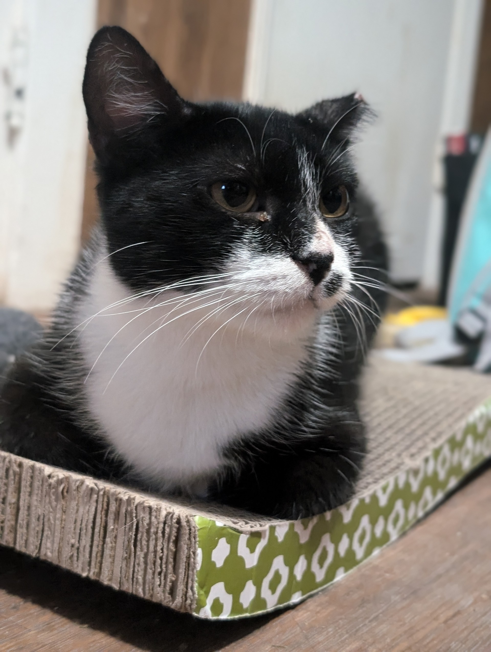 Wednesday, Adult Female Domestic Short Hair
