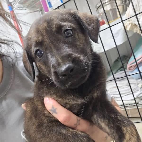 Enlarge Kettle-100205U, a Adoptable mixed breed in Tupelo, MS image 1/1