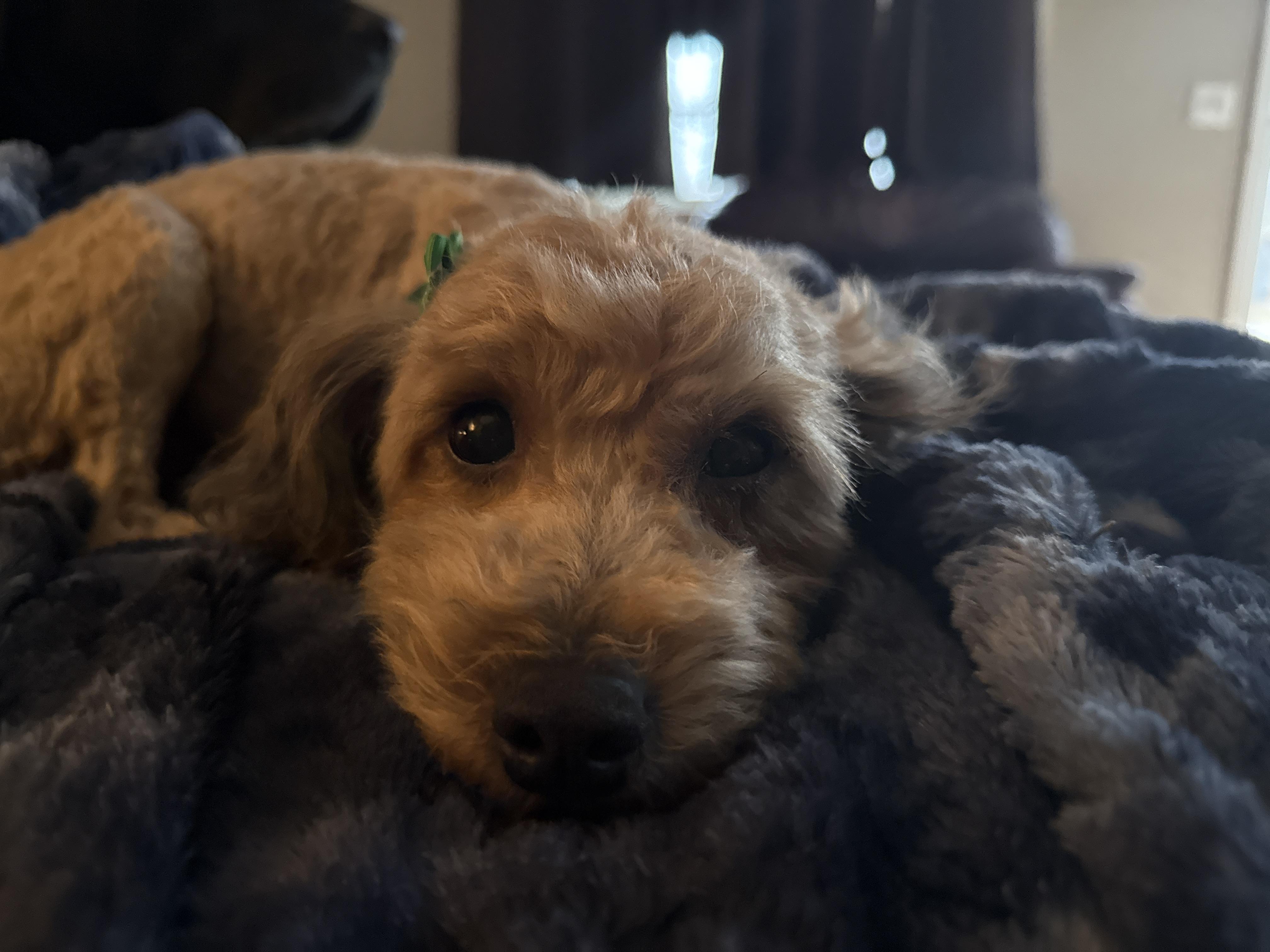 Bubbles, ADOPTABLE, Adult Female Miniature Poodle.