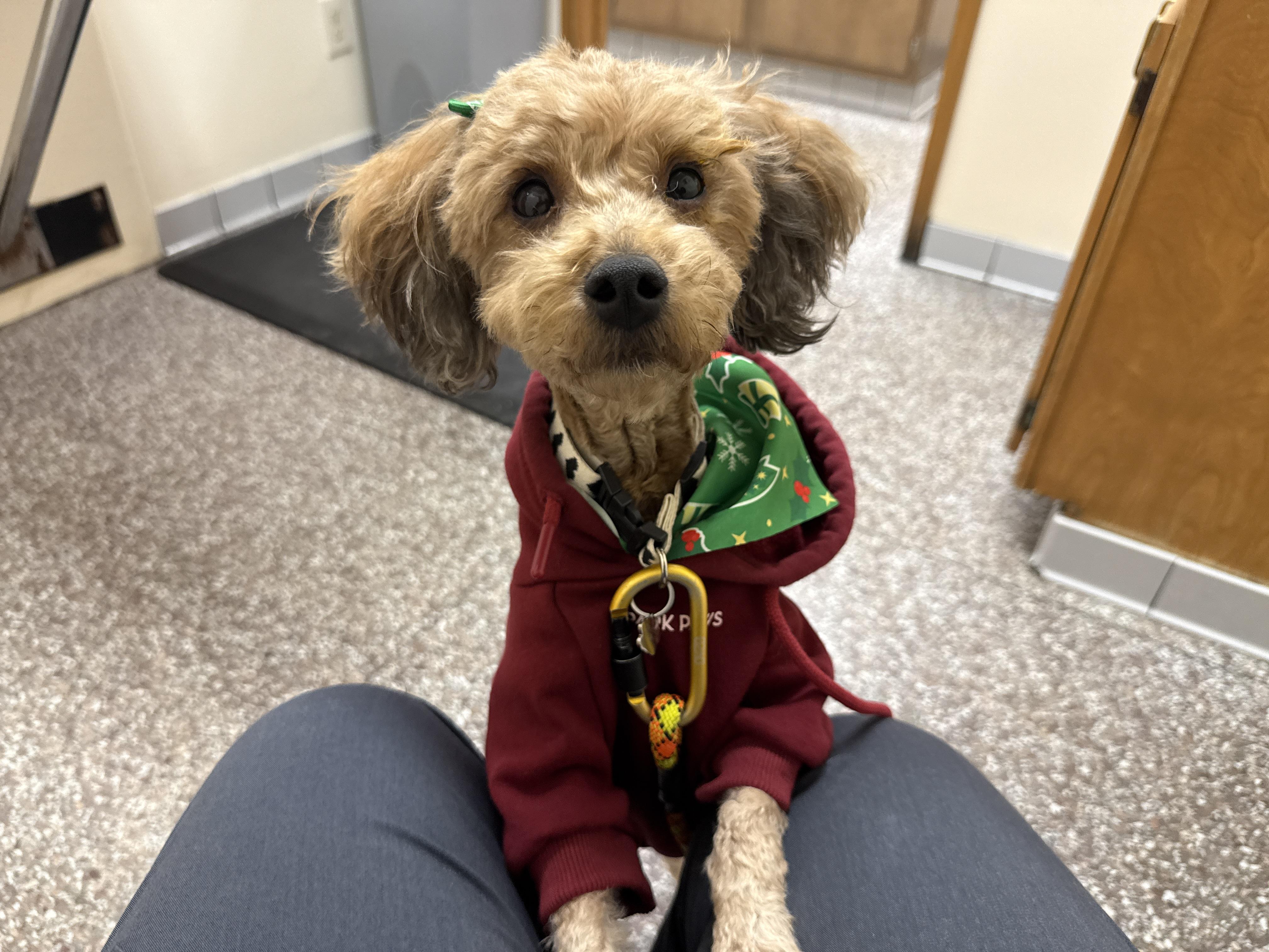 Enlarge Bubbles, a ADOPTABLE Miniature Poodle in Jeffersonville, IN image 2/6