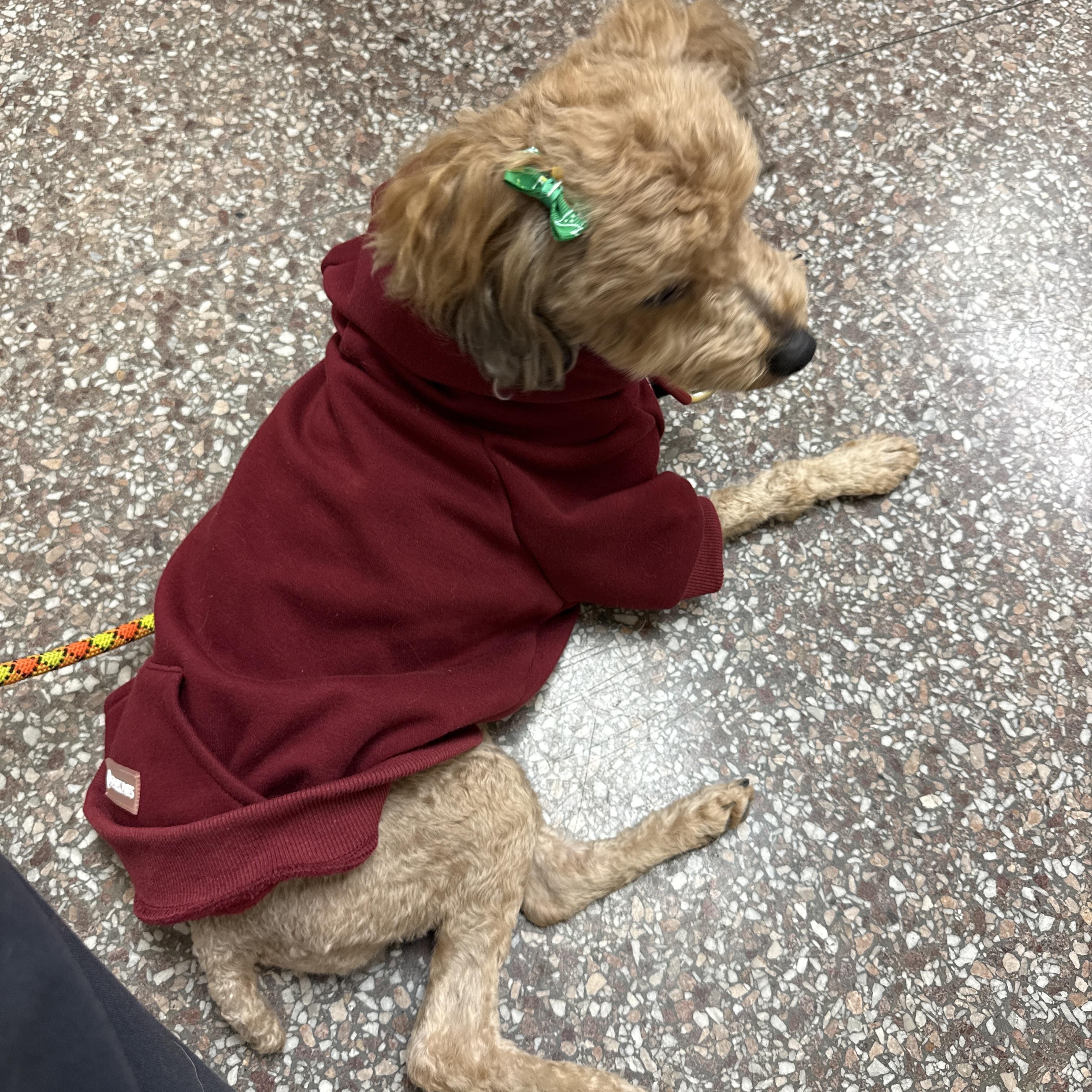 Enlarge Bubbles, a ADOPTABLE Miniature Poodle in Jeffersonville, IN image 3/6
