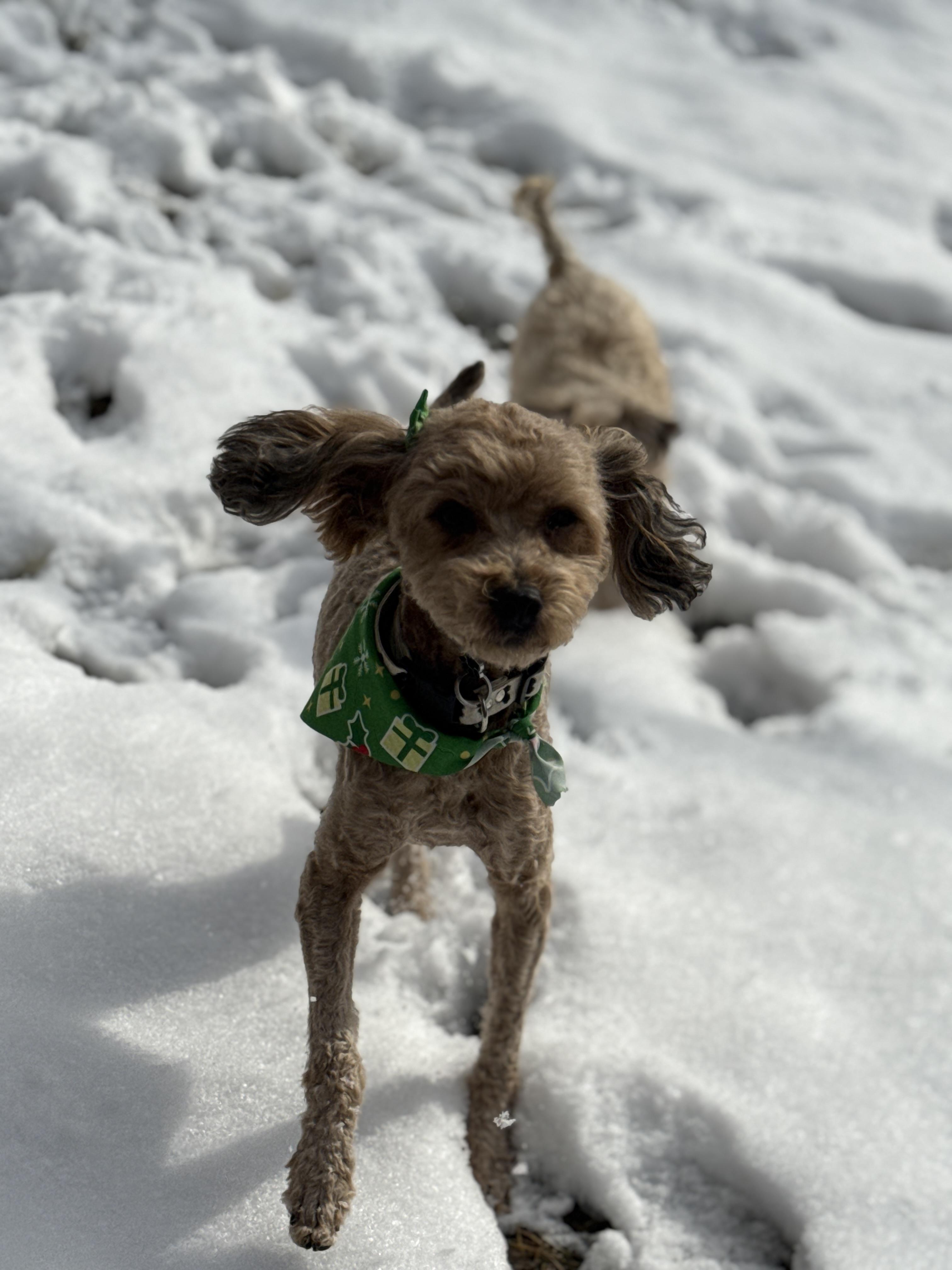 Enlarge Bubbles, a ADOPTABLE Miniature Poodle in Jeffersonville, IN image 4/6