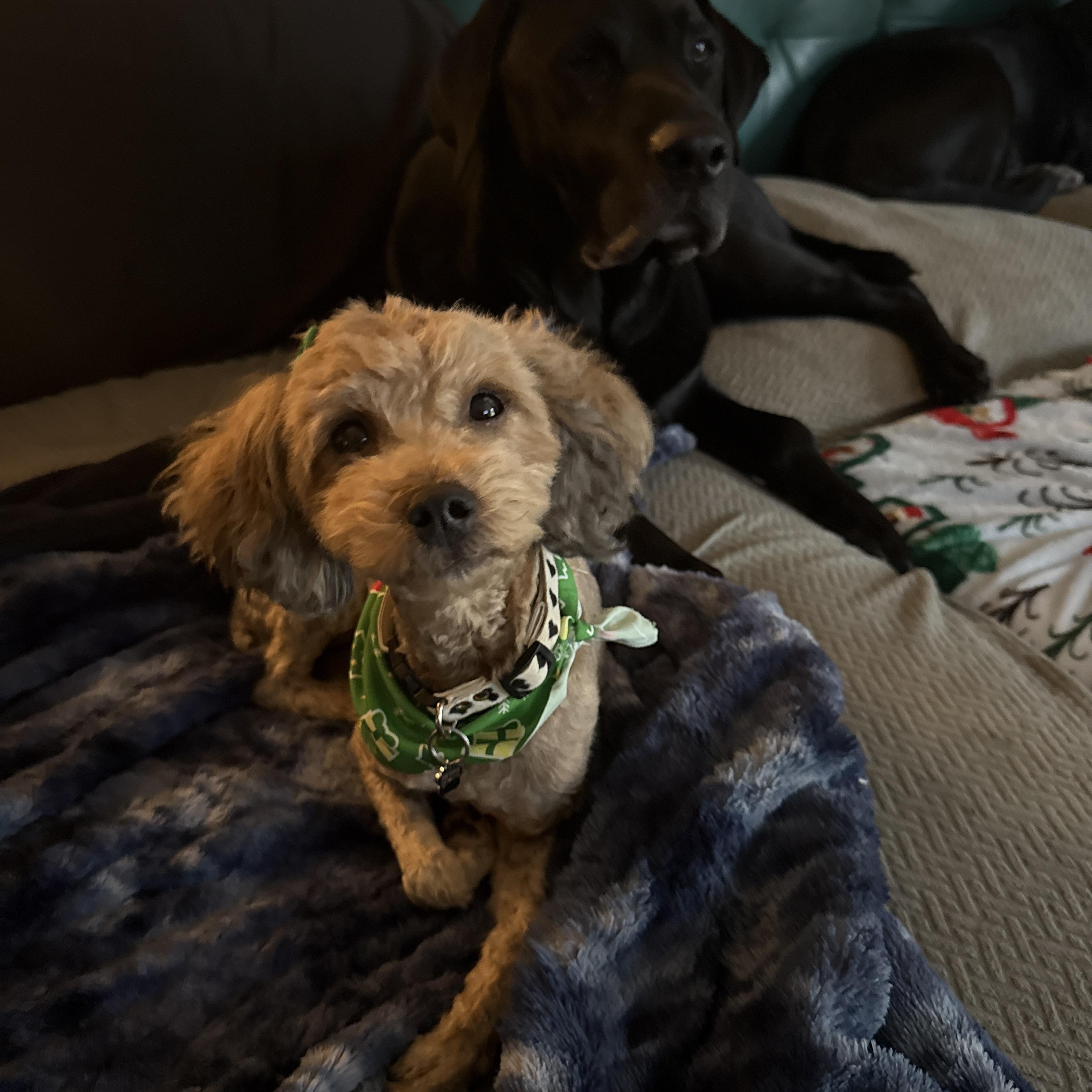 Enlarge Bubbles, a ADOPTABLE Miniature Poodle in Jeffersonville, IN image 5/6
