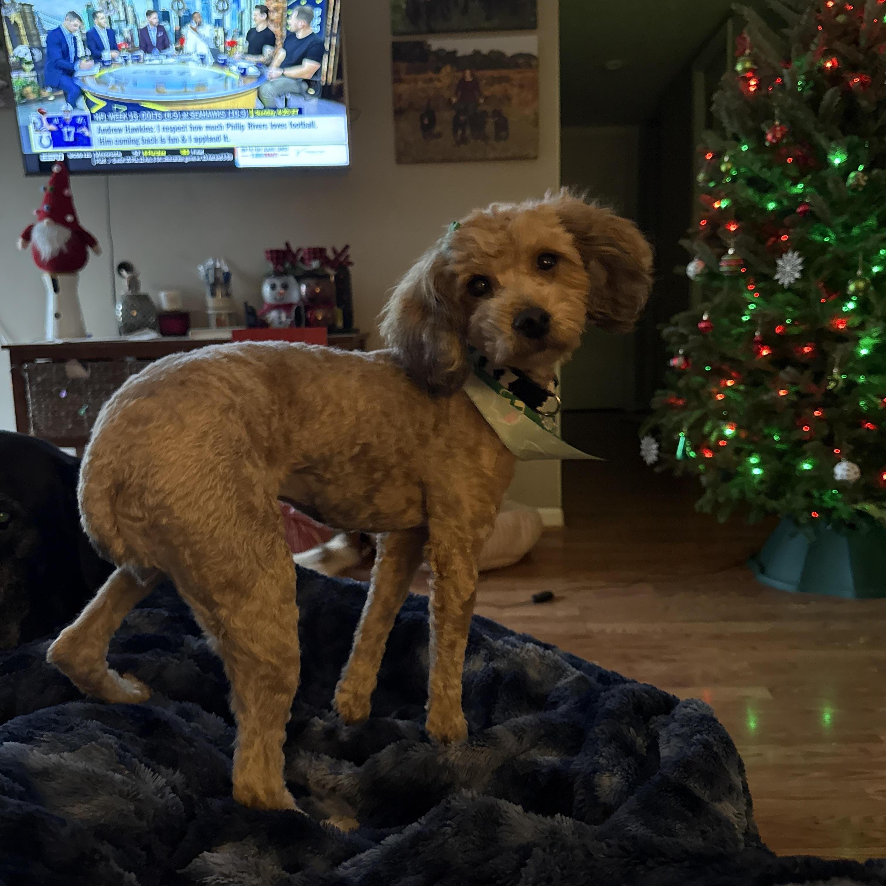 Enlarge Bubbles, a ADOPTABLE Miniature Poodle in Jeffersonville, IN image 6/6